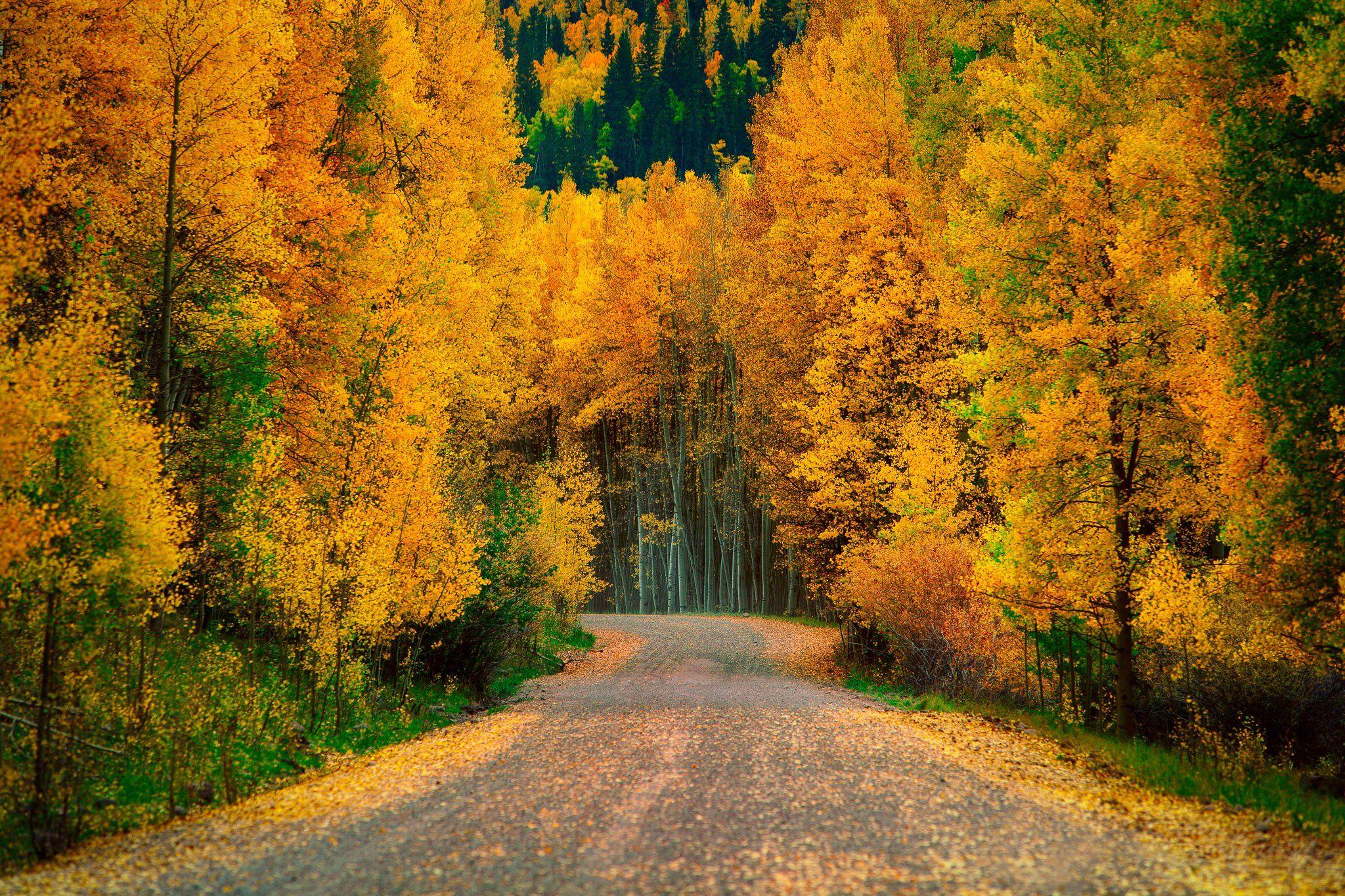Hd Wallpaper Of Forest Road