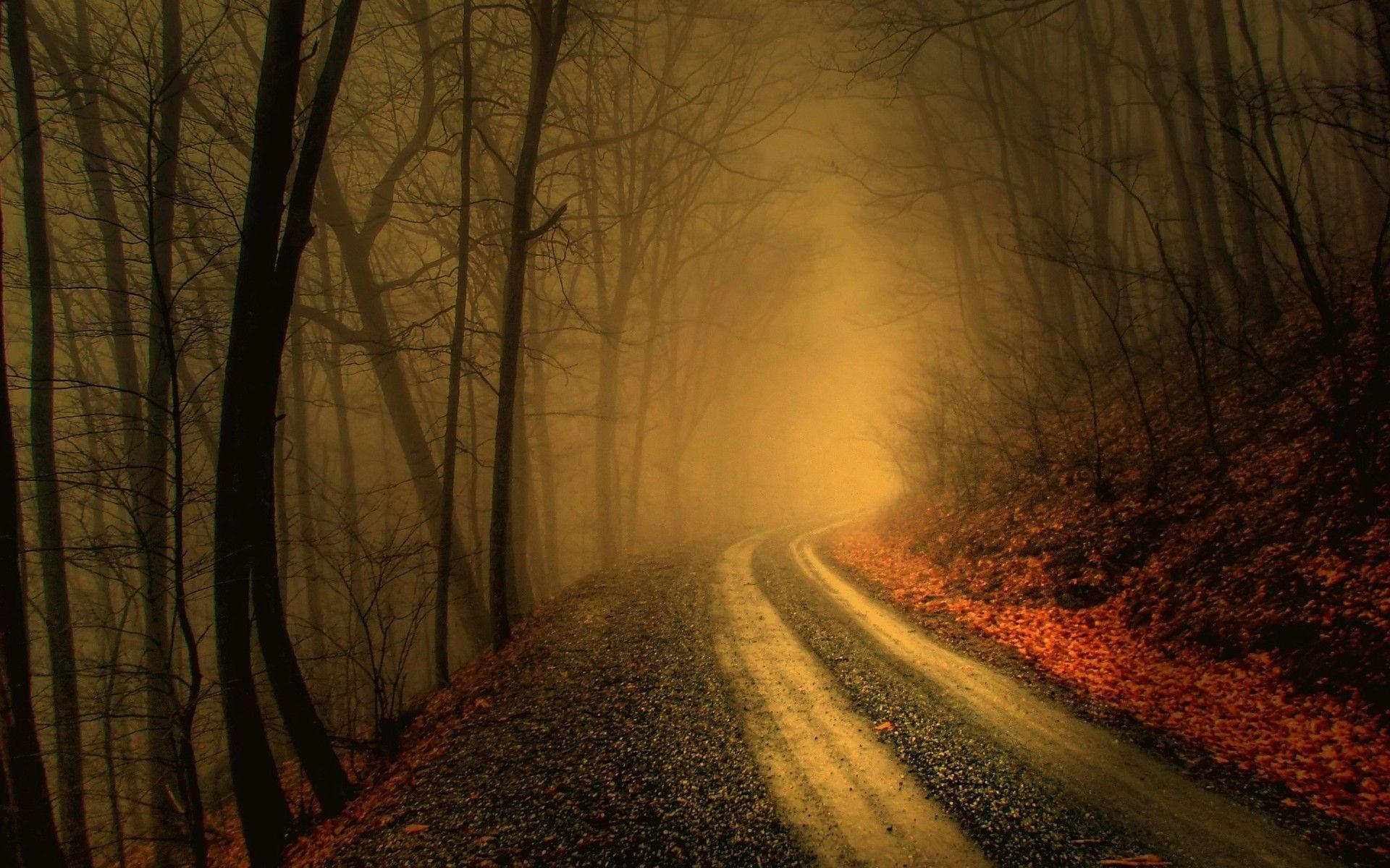 Foggy road in dark forest HD wallpaperx1200