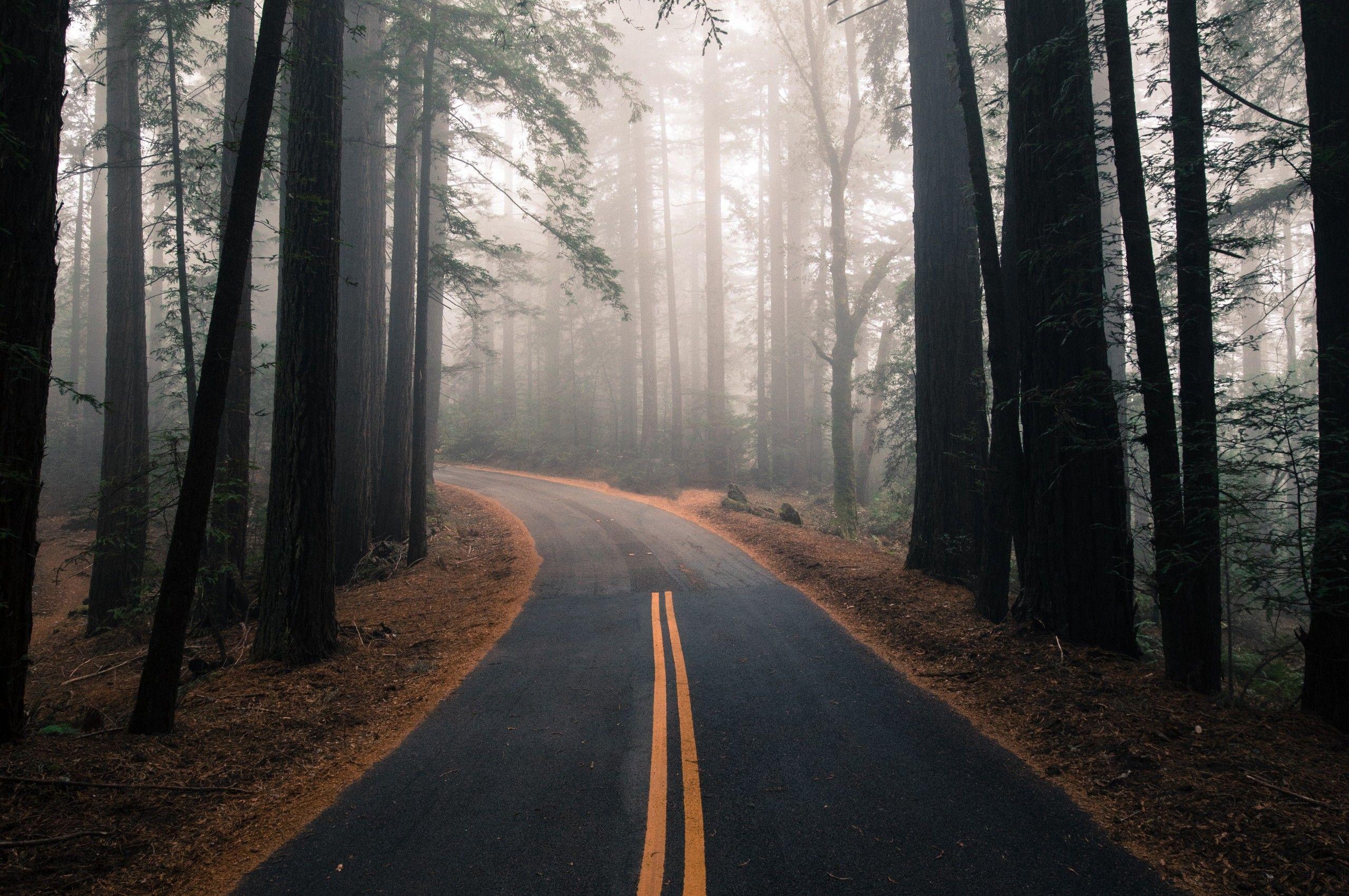 Download 2560x1700 Forest, Trees, Fog, Road Wallpaper