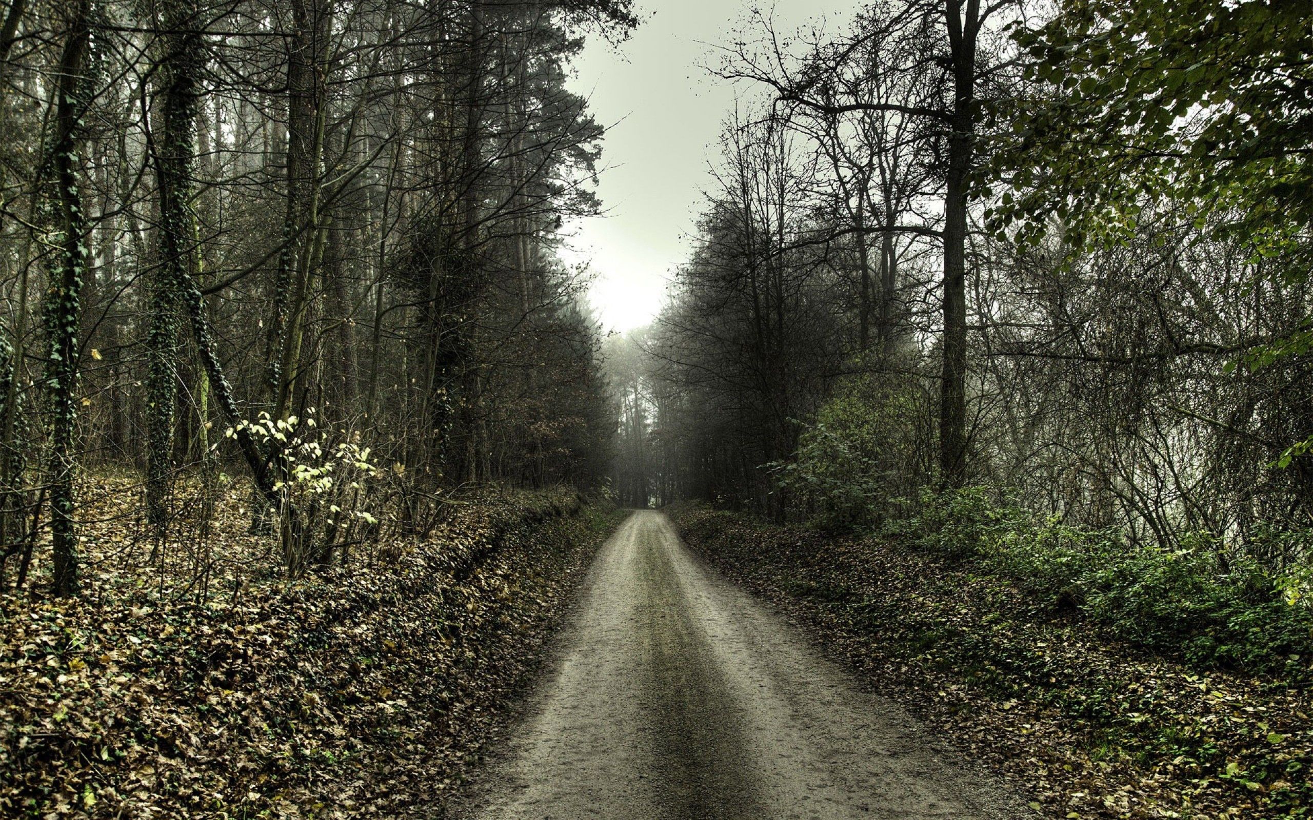 Fantastic Forest Road Wallpaper 36161 2560x1600px