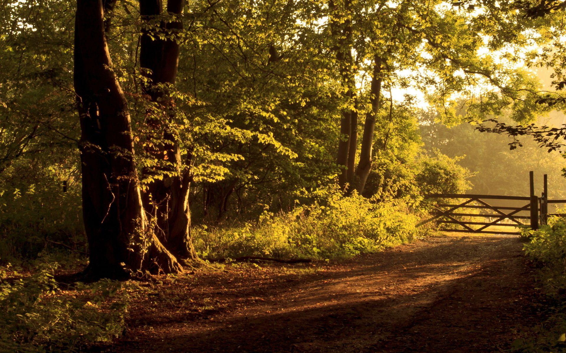 Closed Forest Road Wallpaper