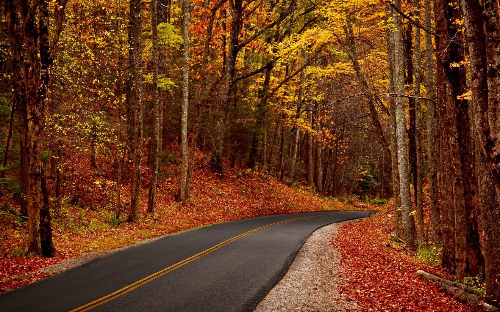 Autumn Leaves Forest Road wallpaper