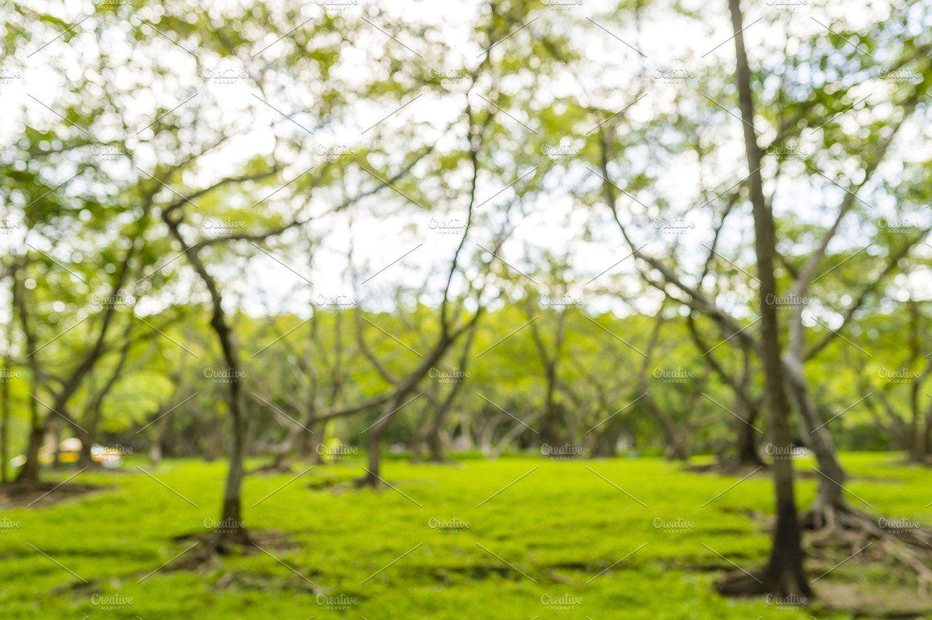 Abstract blur tree background Nature Photo Creative Market