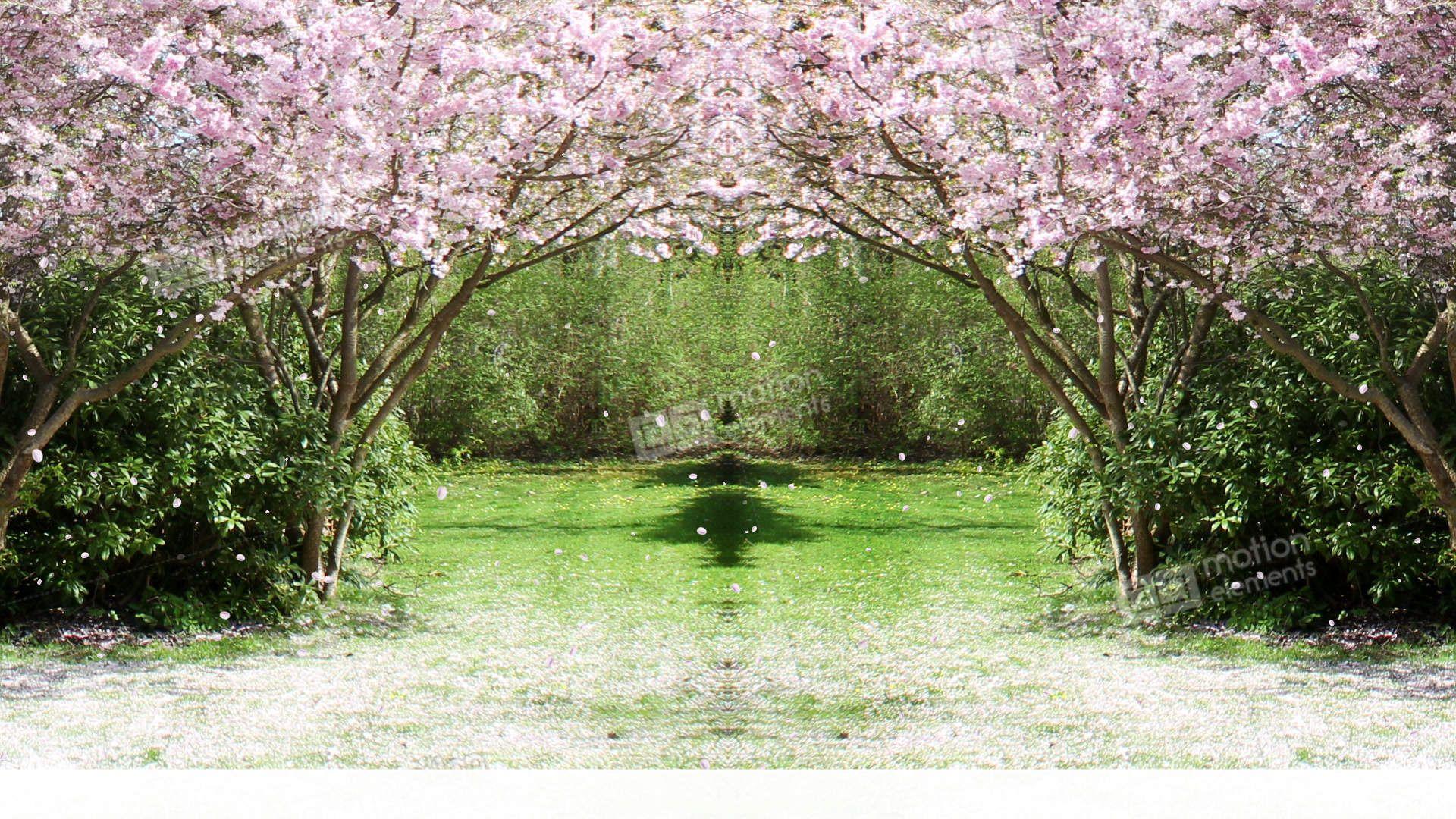 Sakura Tree Background Loop Stock Animation