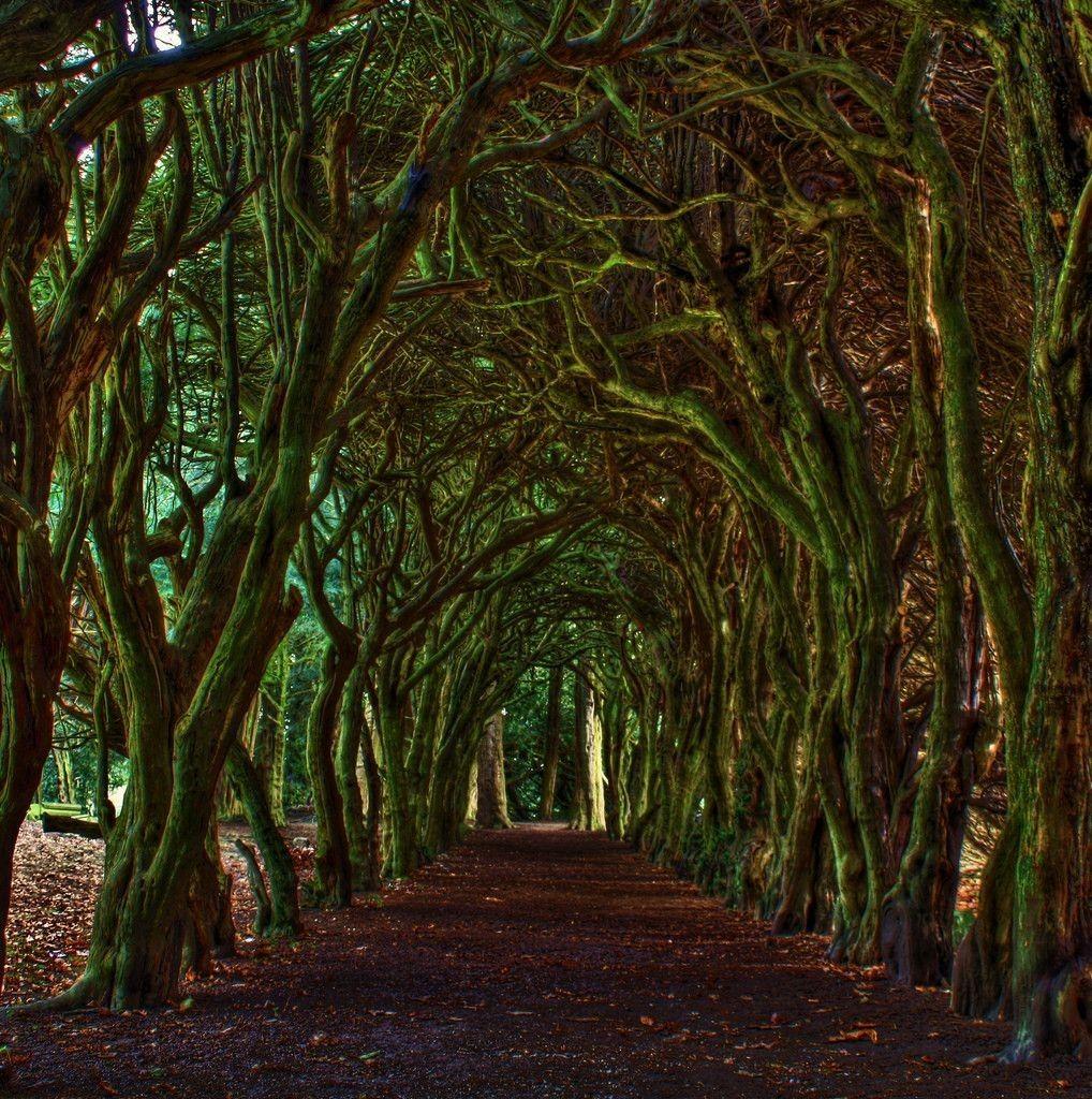 Nature Tunnel Trees California Awesome forest Wallpaper Elegant