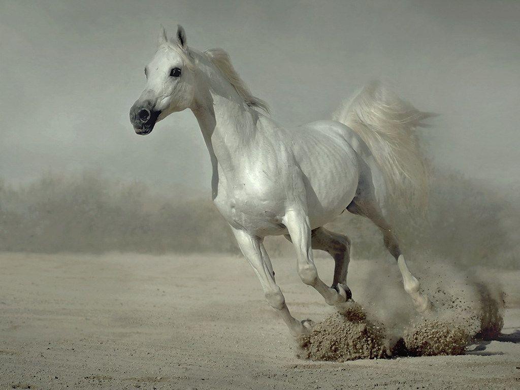 image Of Horses. White Running Horse Wallpaper For Desktop