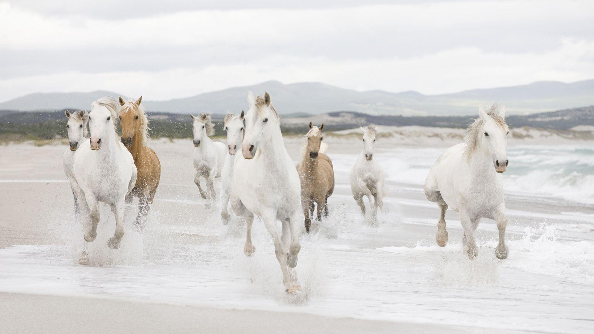 Seven White Horses Running Wallpaper HD