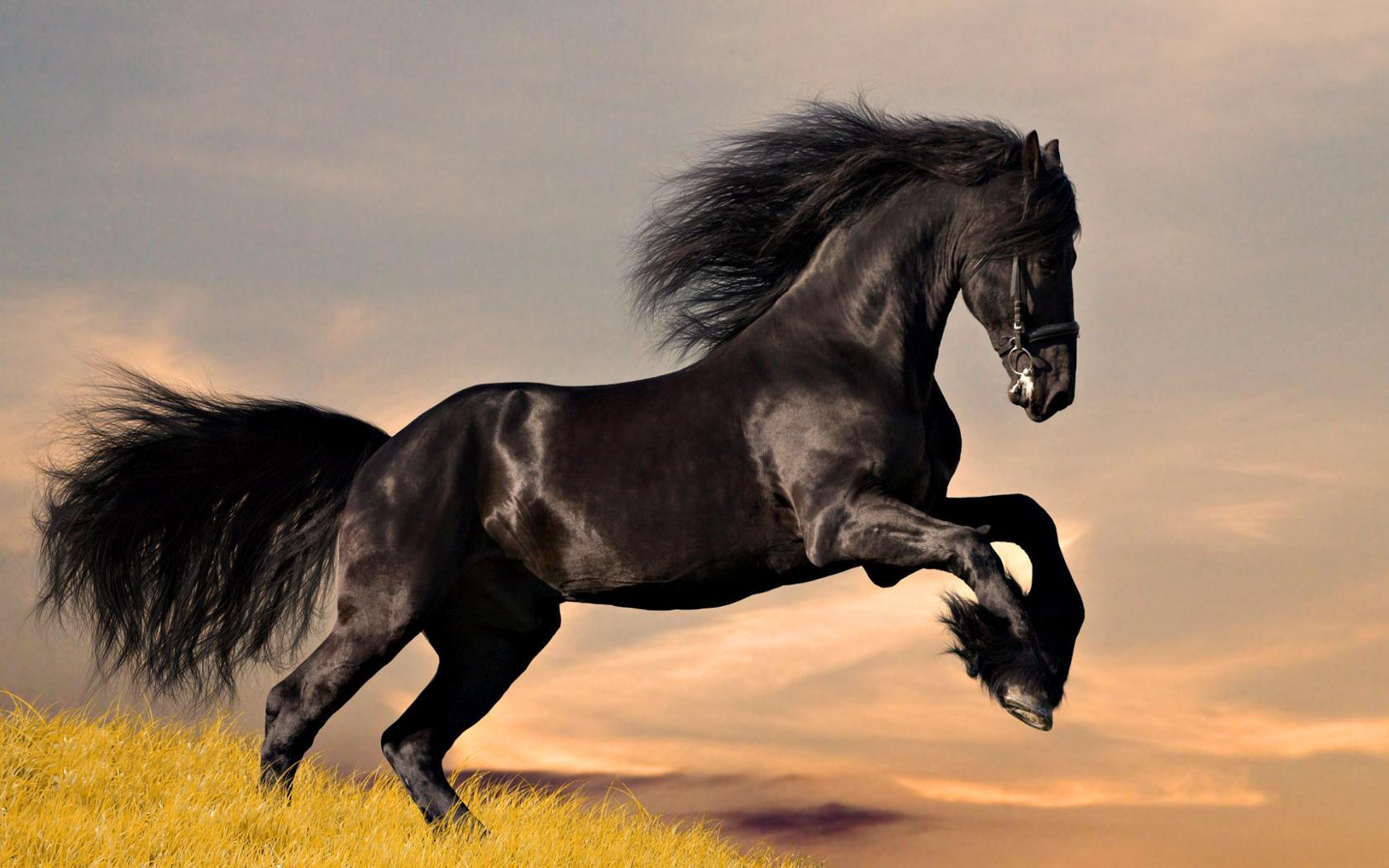 Running Horses Wallpaper HD, image collections of wallpaper