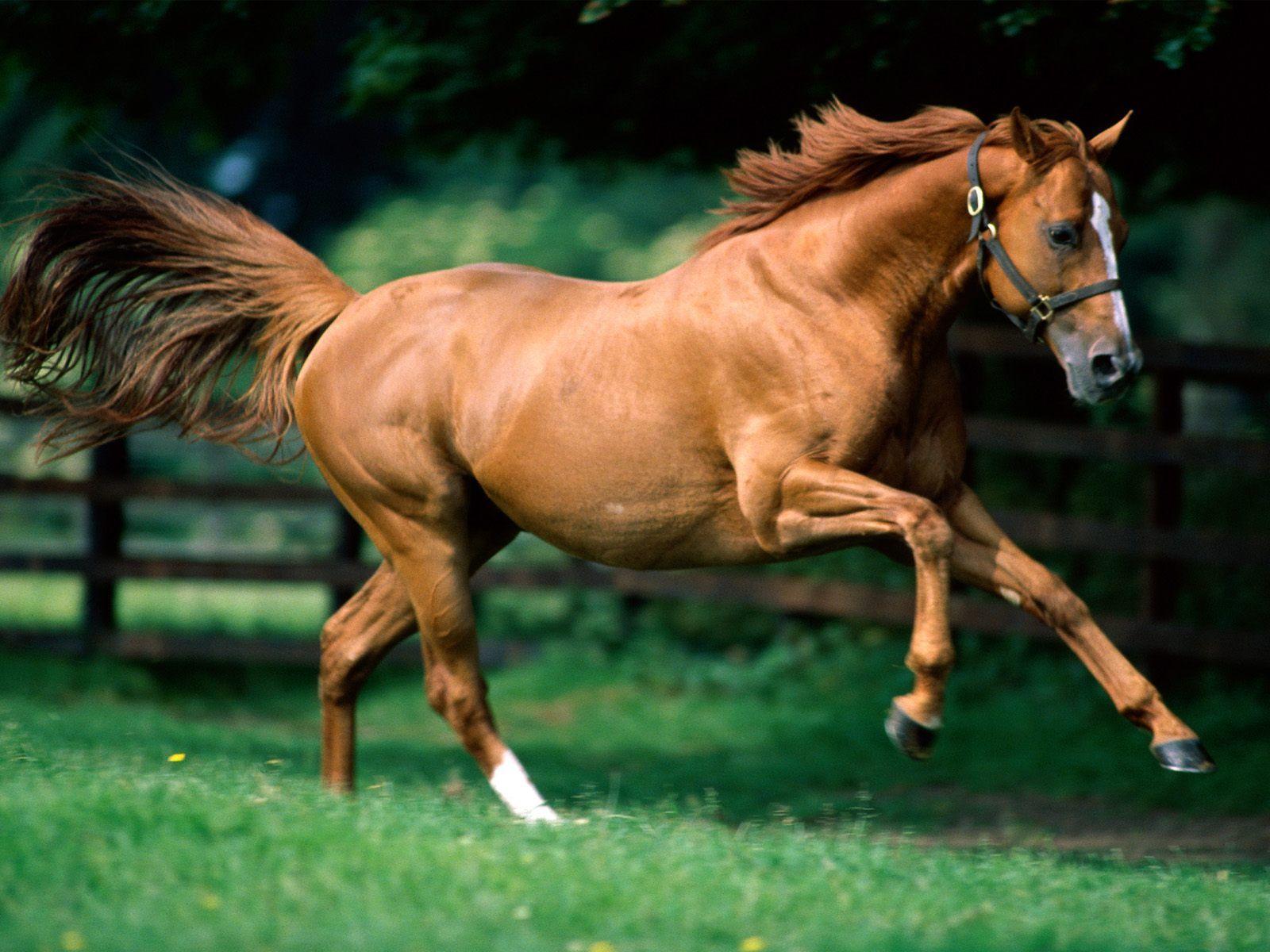 Running Horses Wallpaper for Desktop Background. Horses, Chestnut horse, Beautiful horse picture