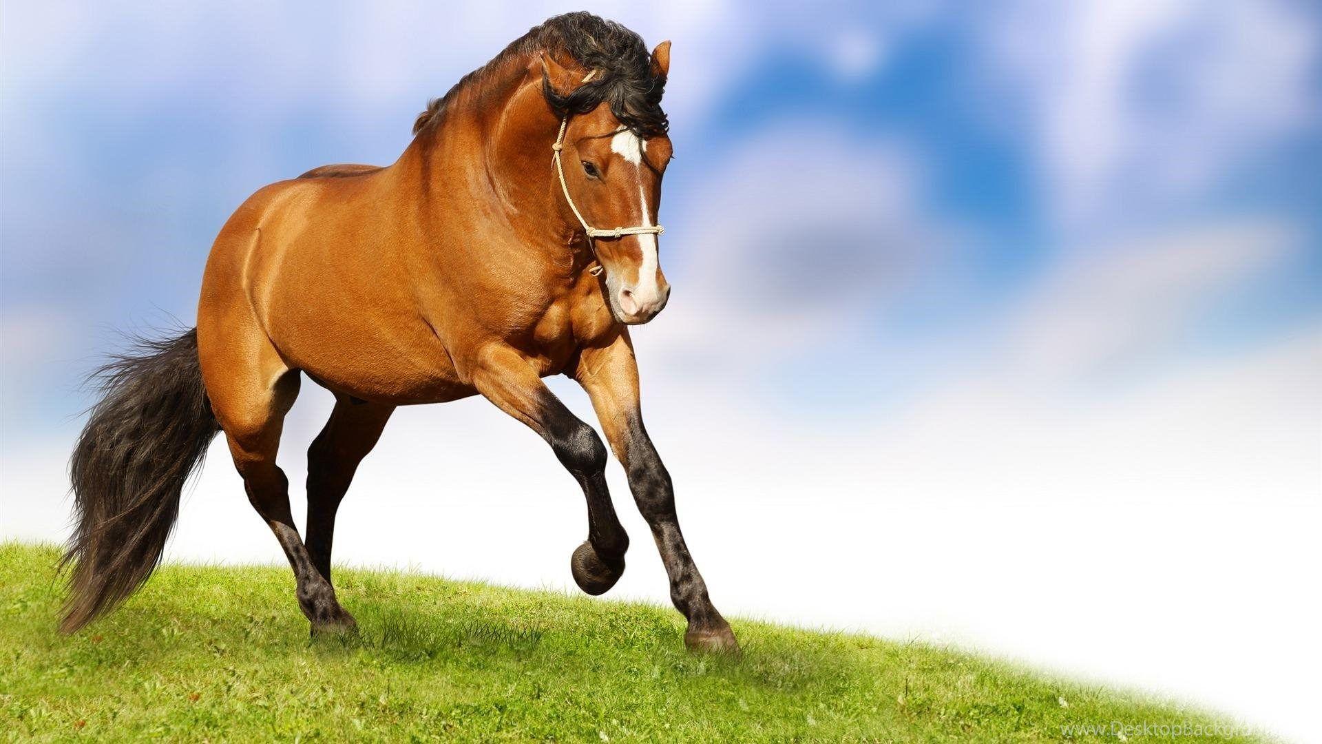 Gallery For Running Horses Wallpaper HD Desktop Background