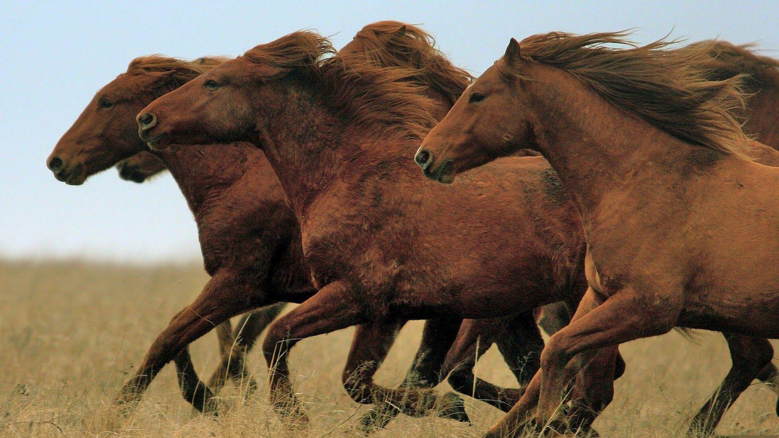 Running Horse Group Desktop Wallpaper 18947