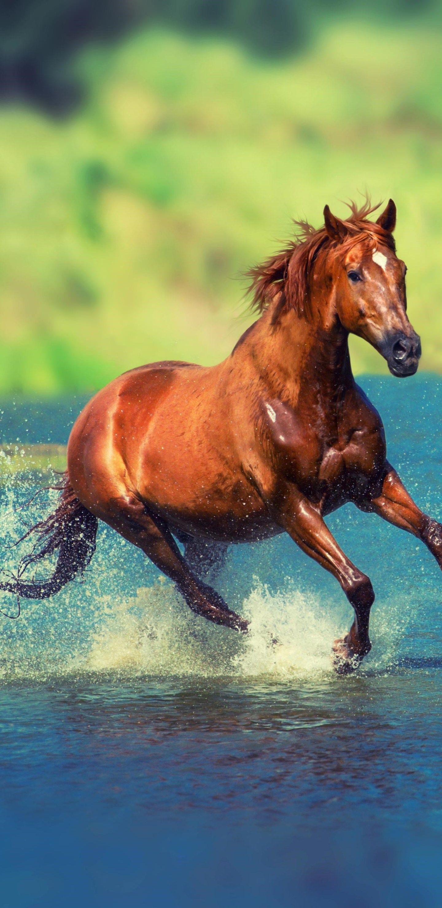 Running Horse In Water Samsung Galaxy Note S S S