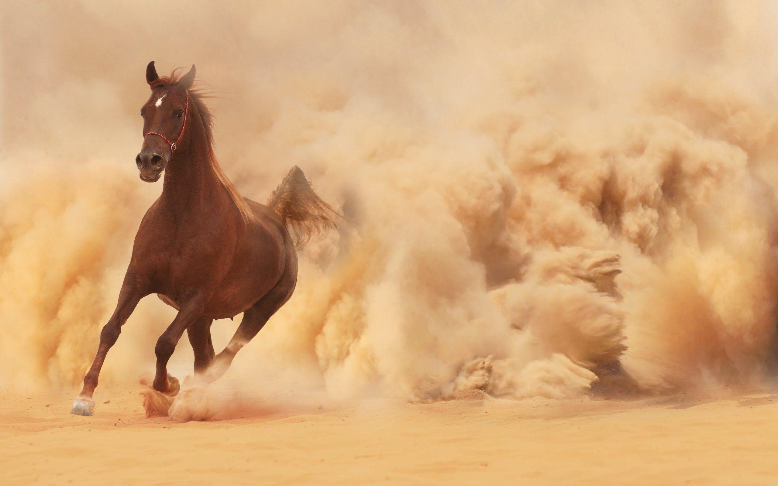Running horse wallpaperx1600
