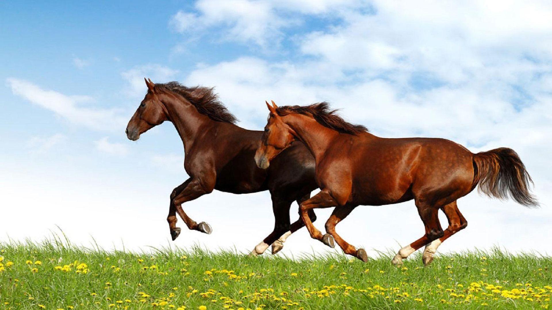 4K Ultra HD Running Horses Wallpaper