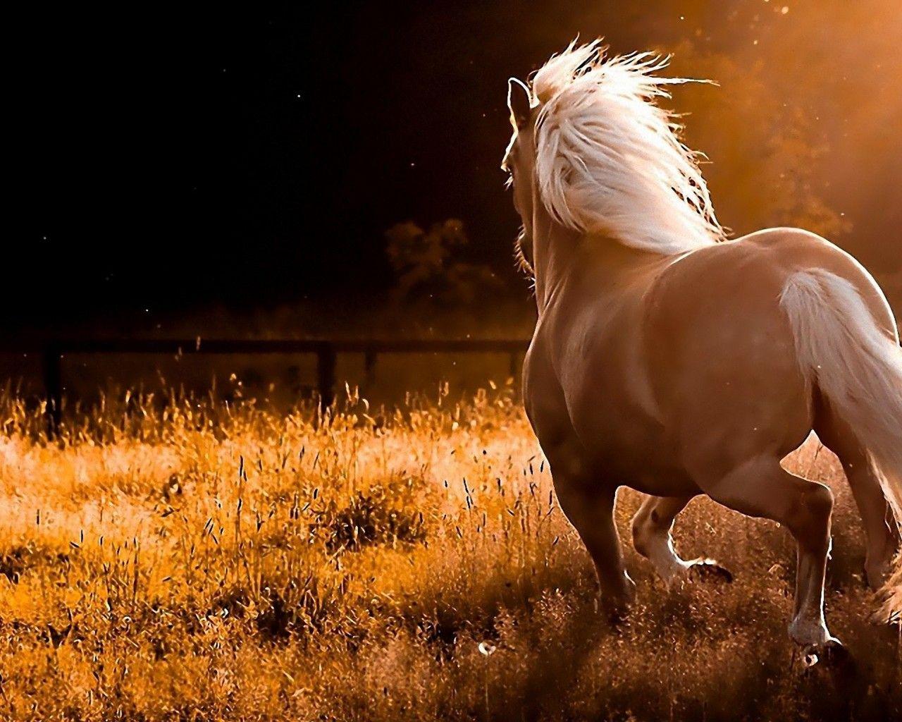Red Horse Wallpaper. Amazing Horse