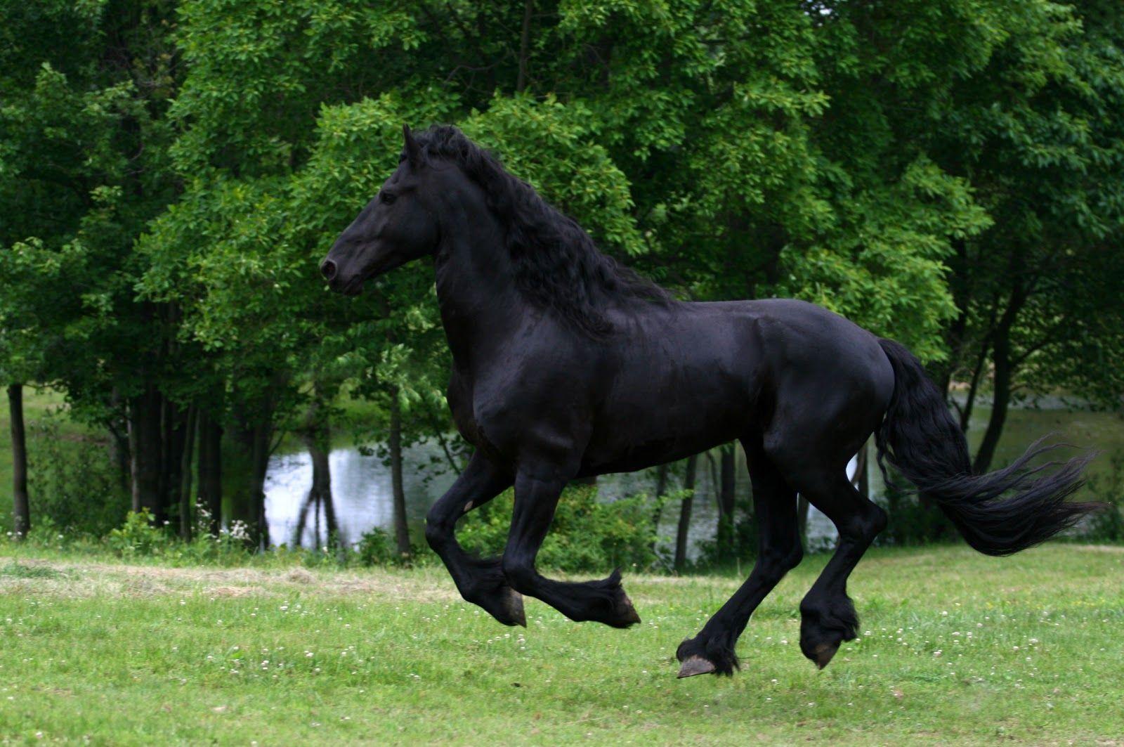 HD Animals Wallpaper: Friesian Black Running Horse Wallpaper