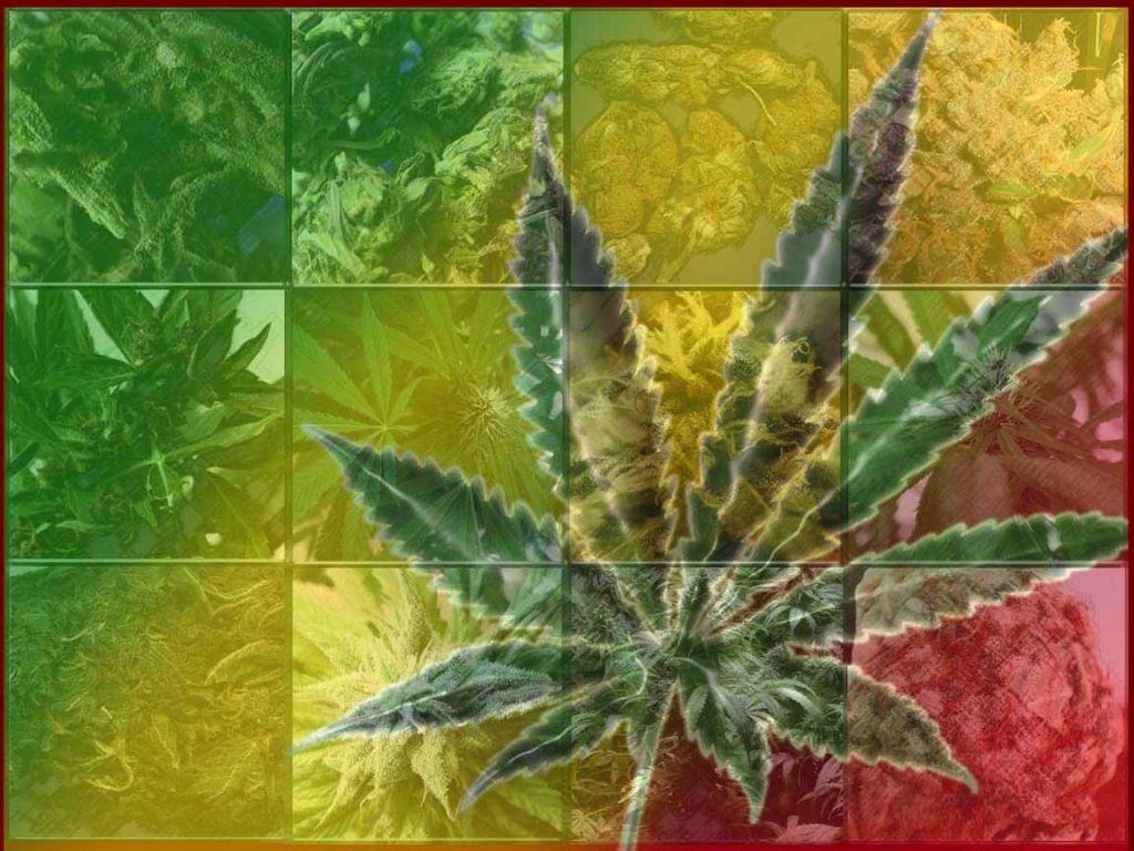 Free Cannabis Wallpaper / Desktop Background