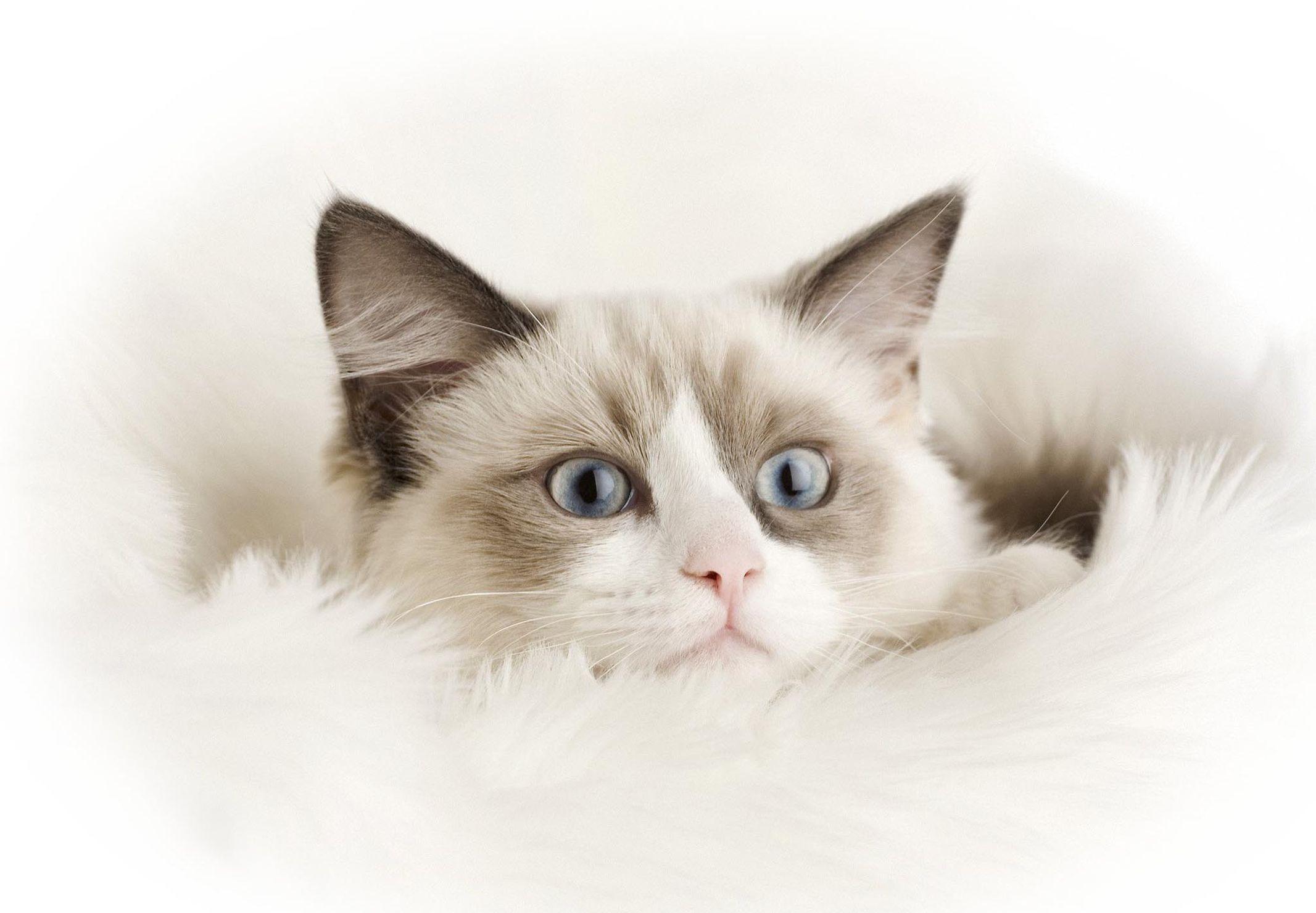 Ragdoll Wallpapers - Wallpaper Cave