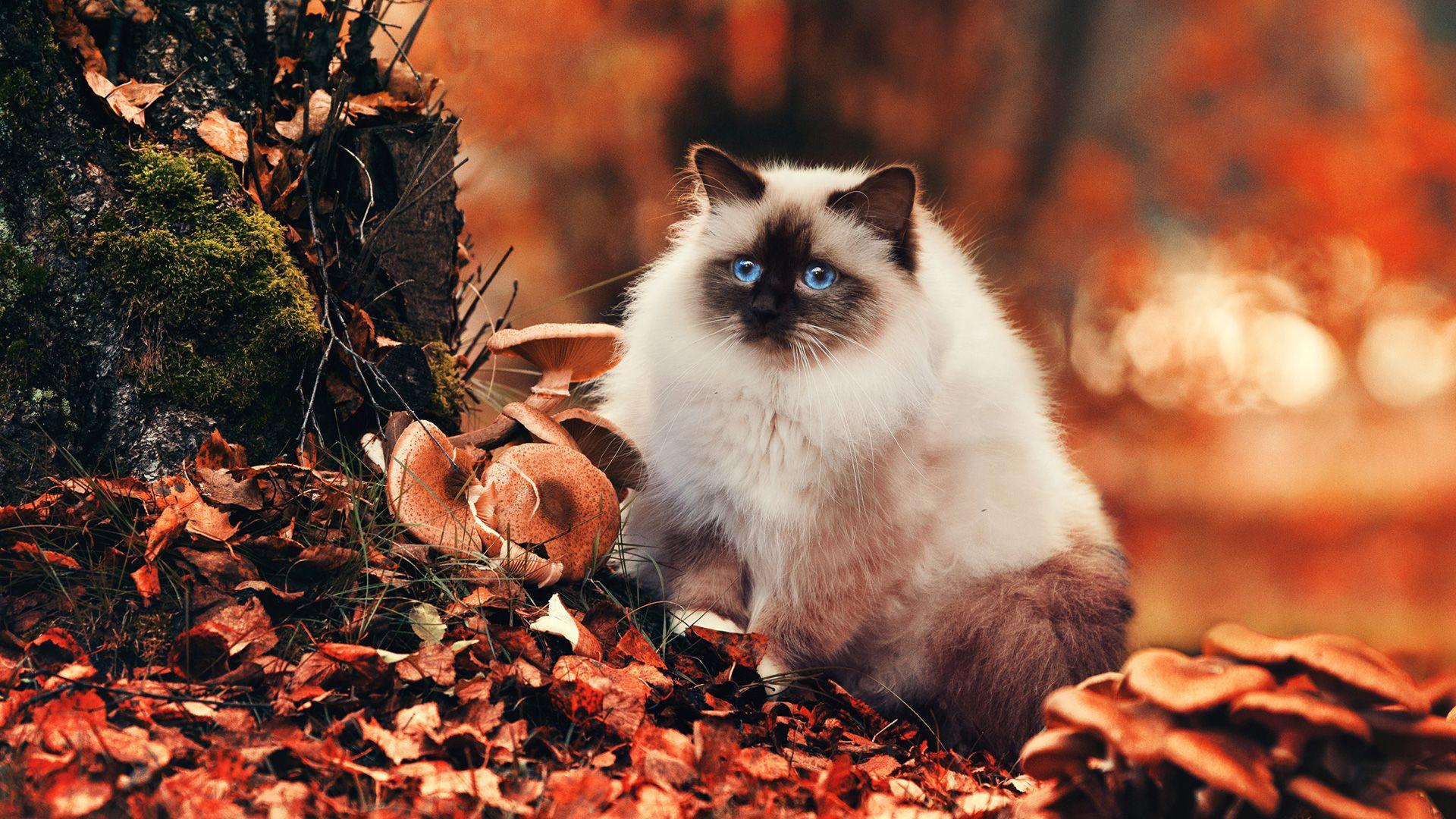 Ragdoll (Fluffy, Foliage, Mushroom) HD Cat Wallpaper