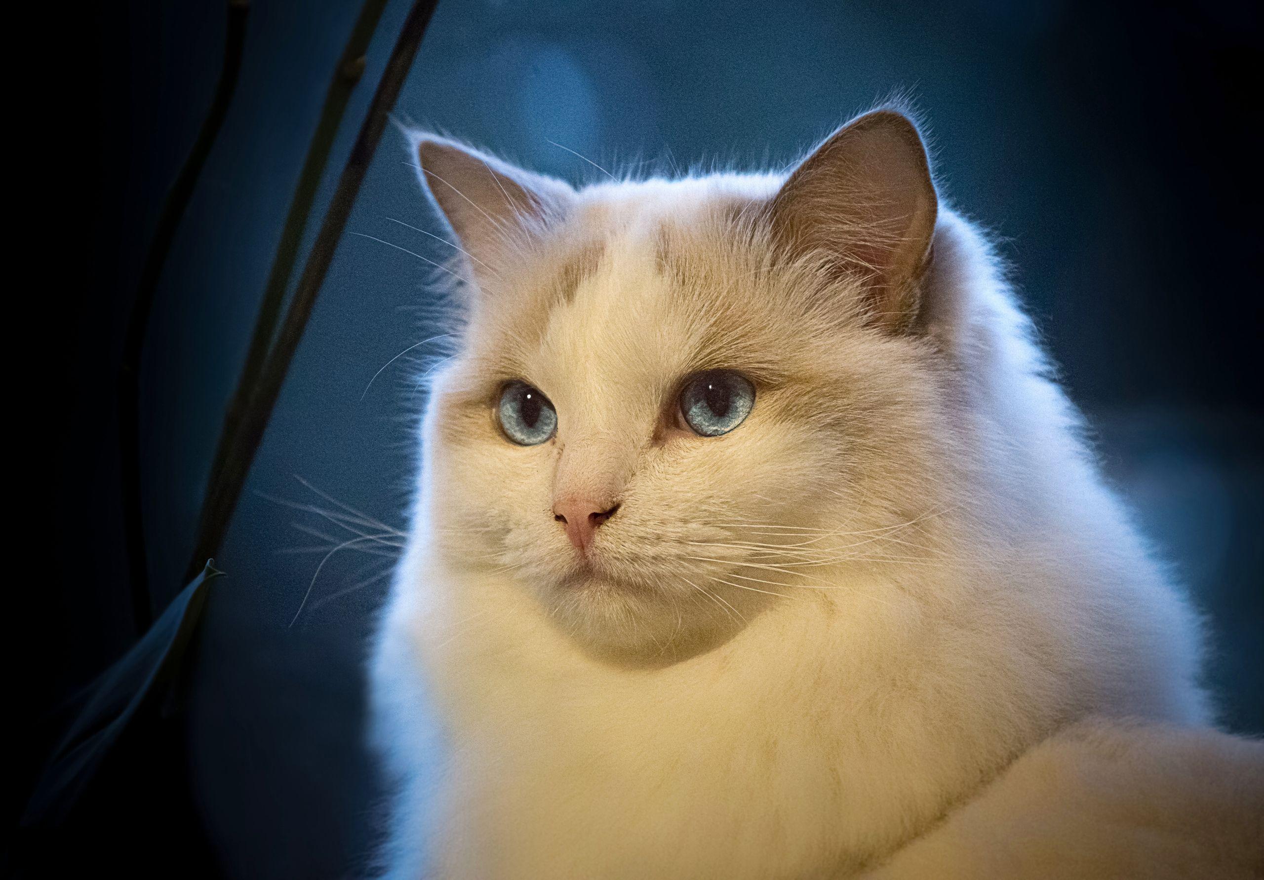 Ultra HD Wallpaper, flower 4K. portrait of Ragdoll cat on blue