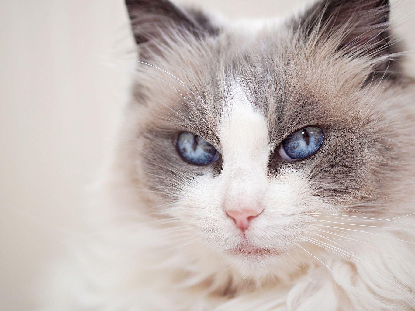 Picture Ragdoll Cats Eyes Snout Glance Animals Closeup