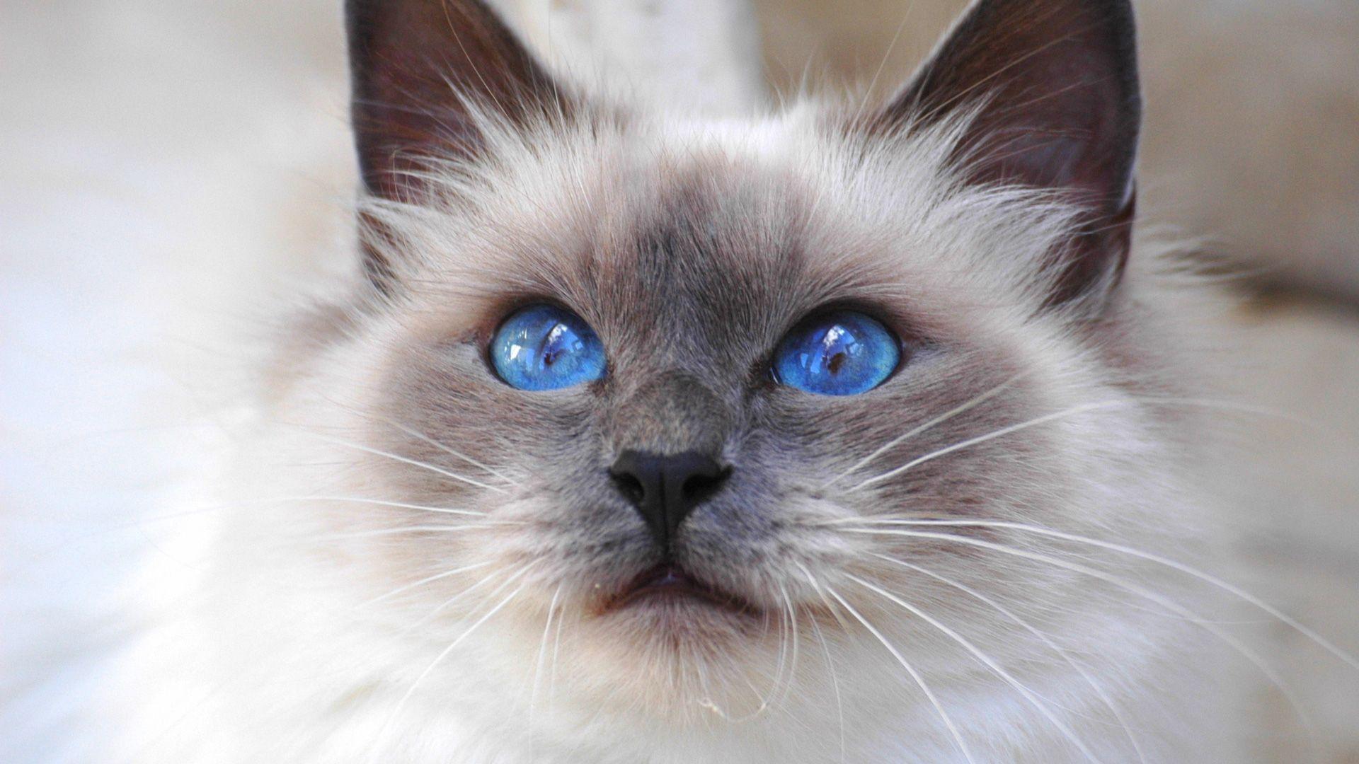 Ragdoll (Furry, Blue eyes) HD Cat Wallpaper