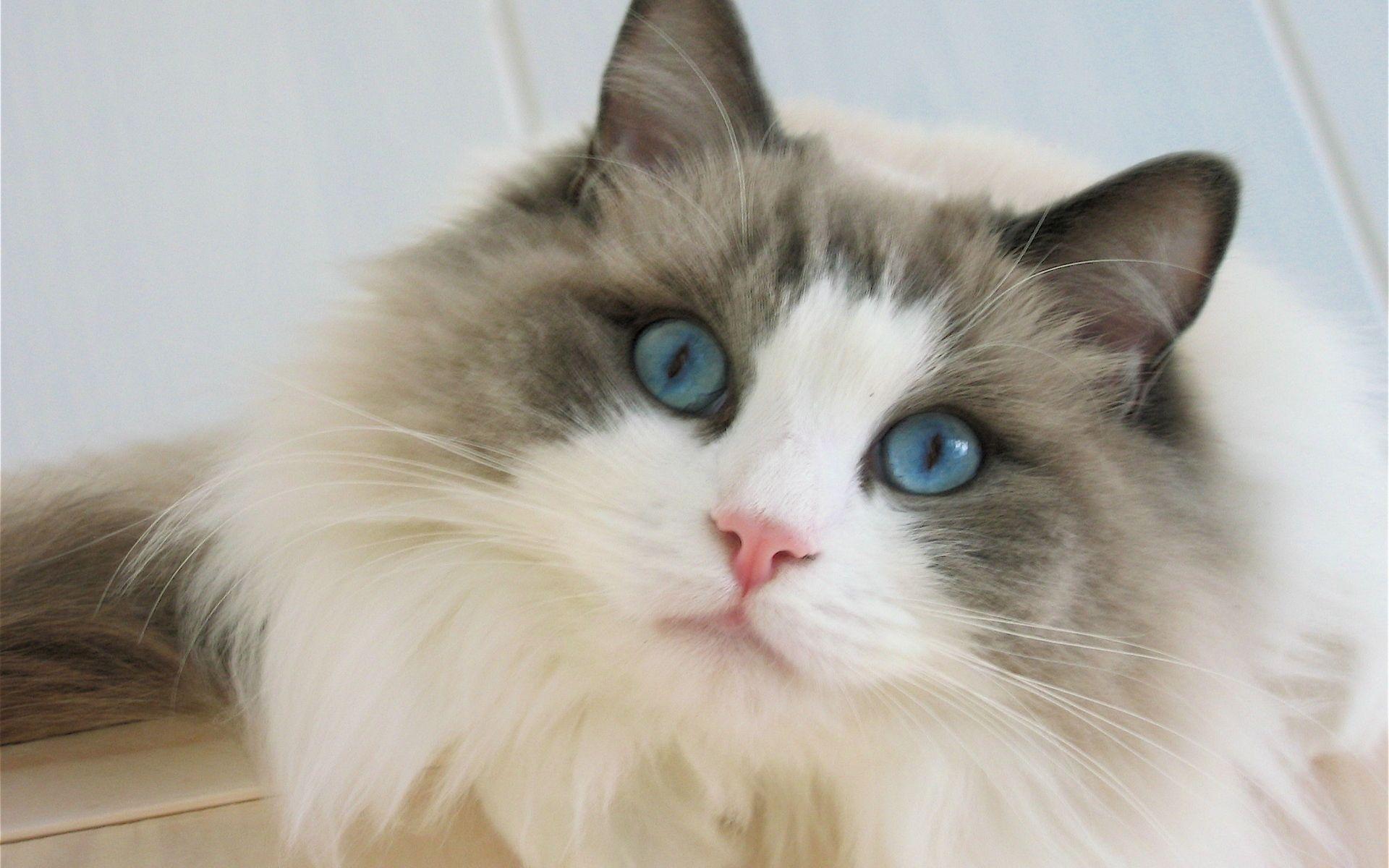 Blue Eyes of Ragdoll Cat. HD Wallpaper Top