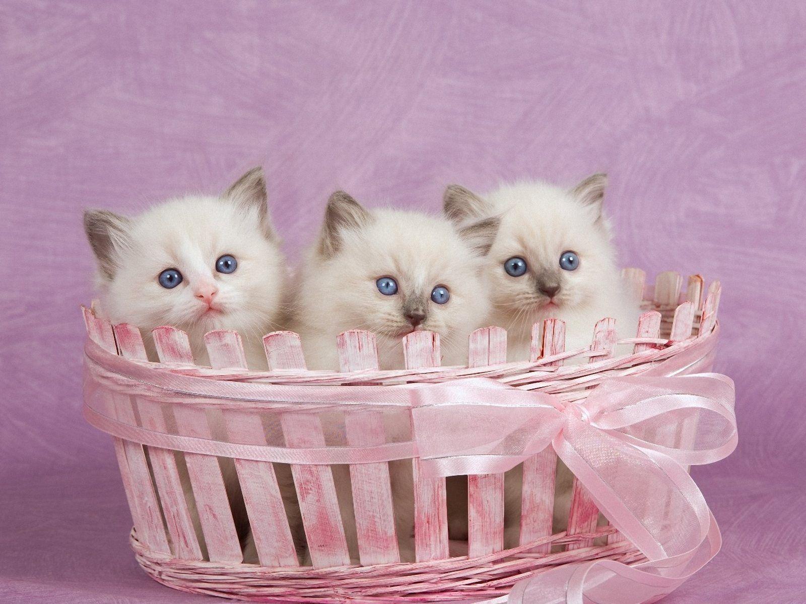 Кошки маленькие милые в корзинке