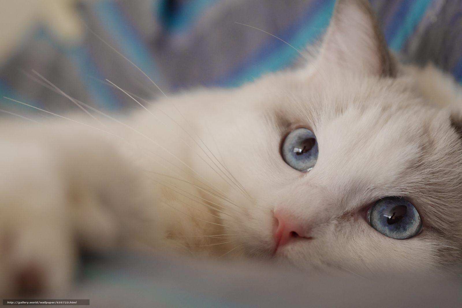 Download wallpaper Ragdoll, cat, muzzle, blue eyes free desktop