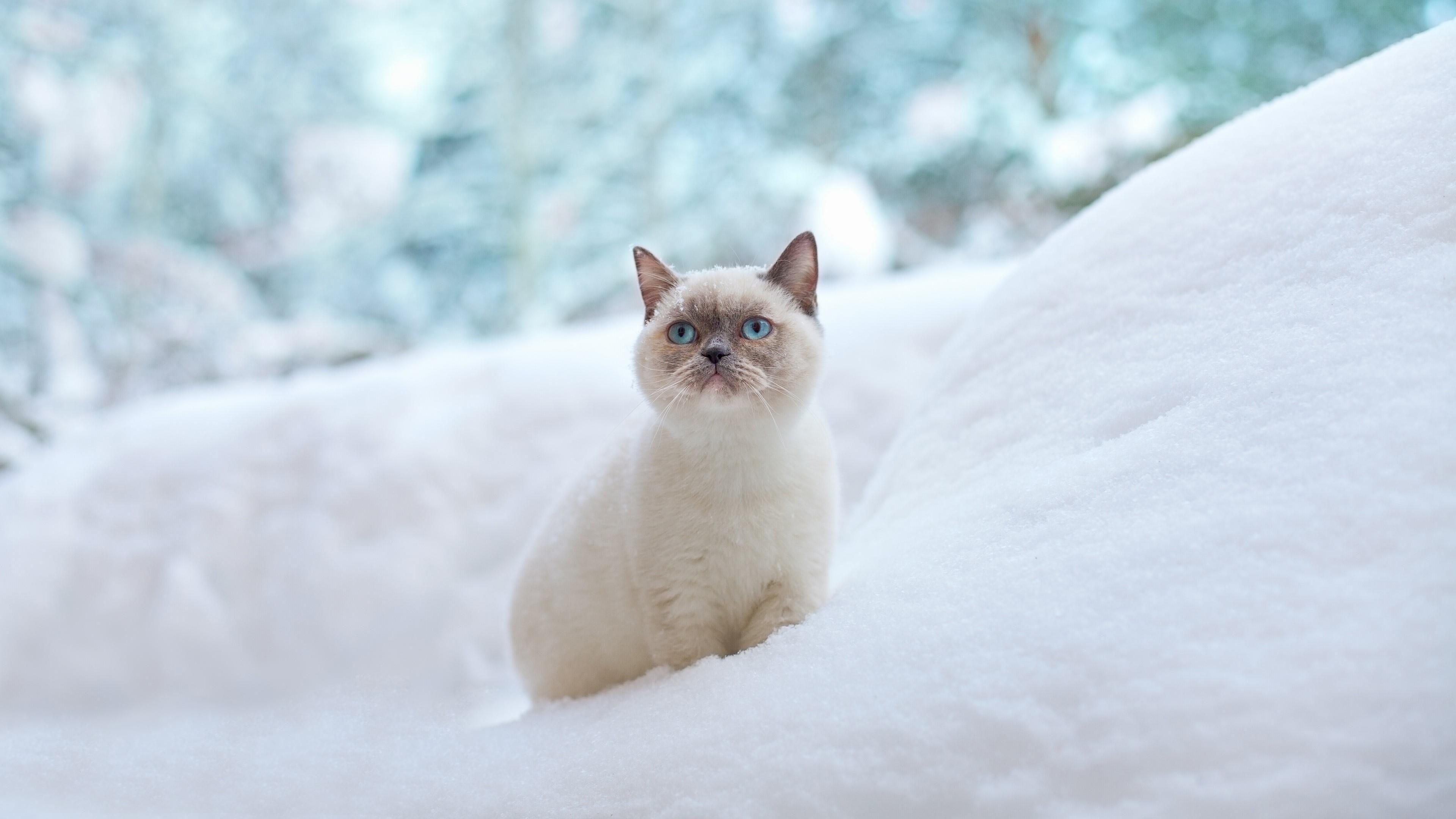 Ragdoll Cat In The Snow Wallpaper. Wallpaper Studio 10