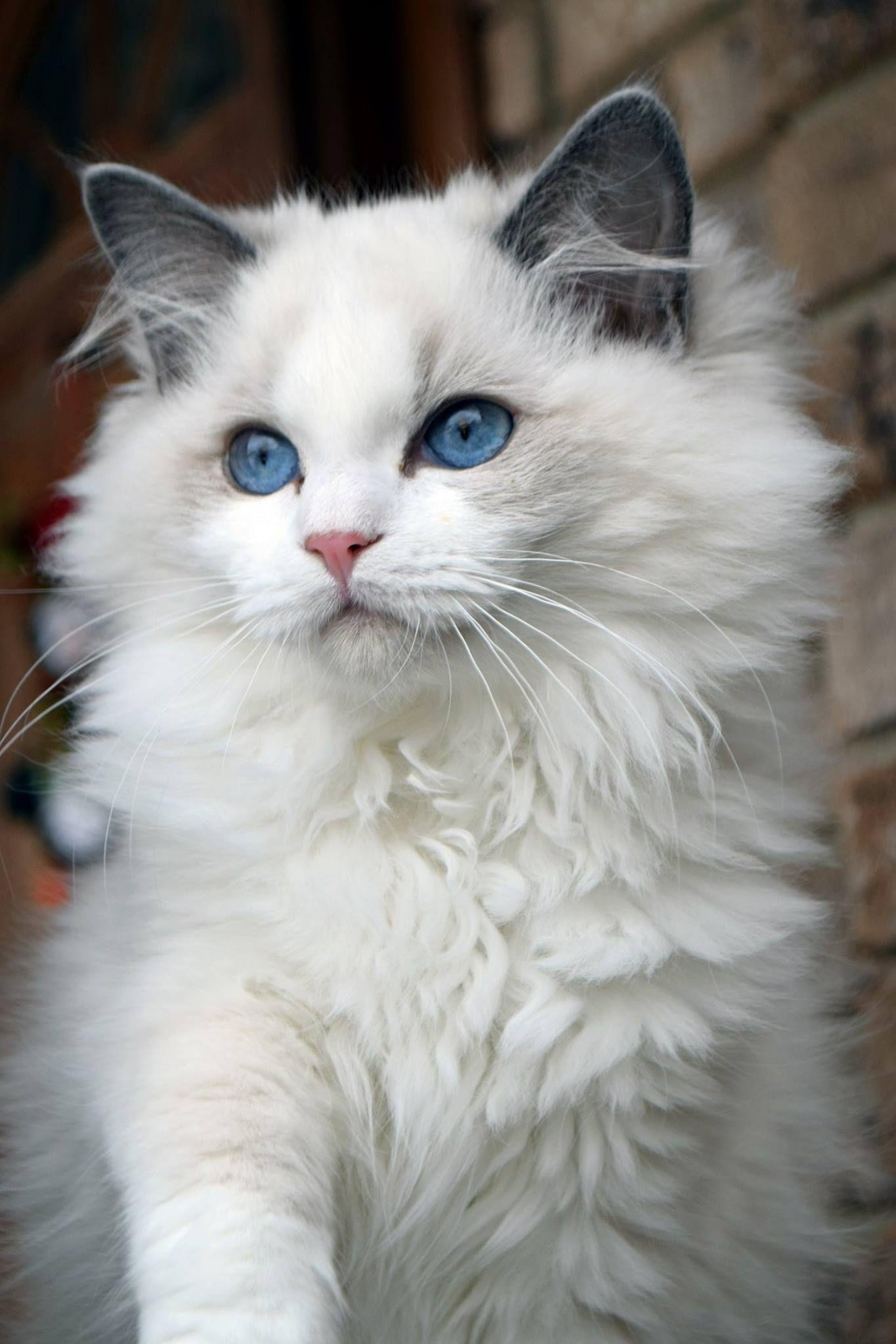 Soooo fluffy and pretty Cell Phone Wallpaper. Cat