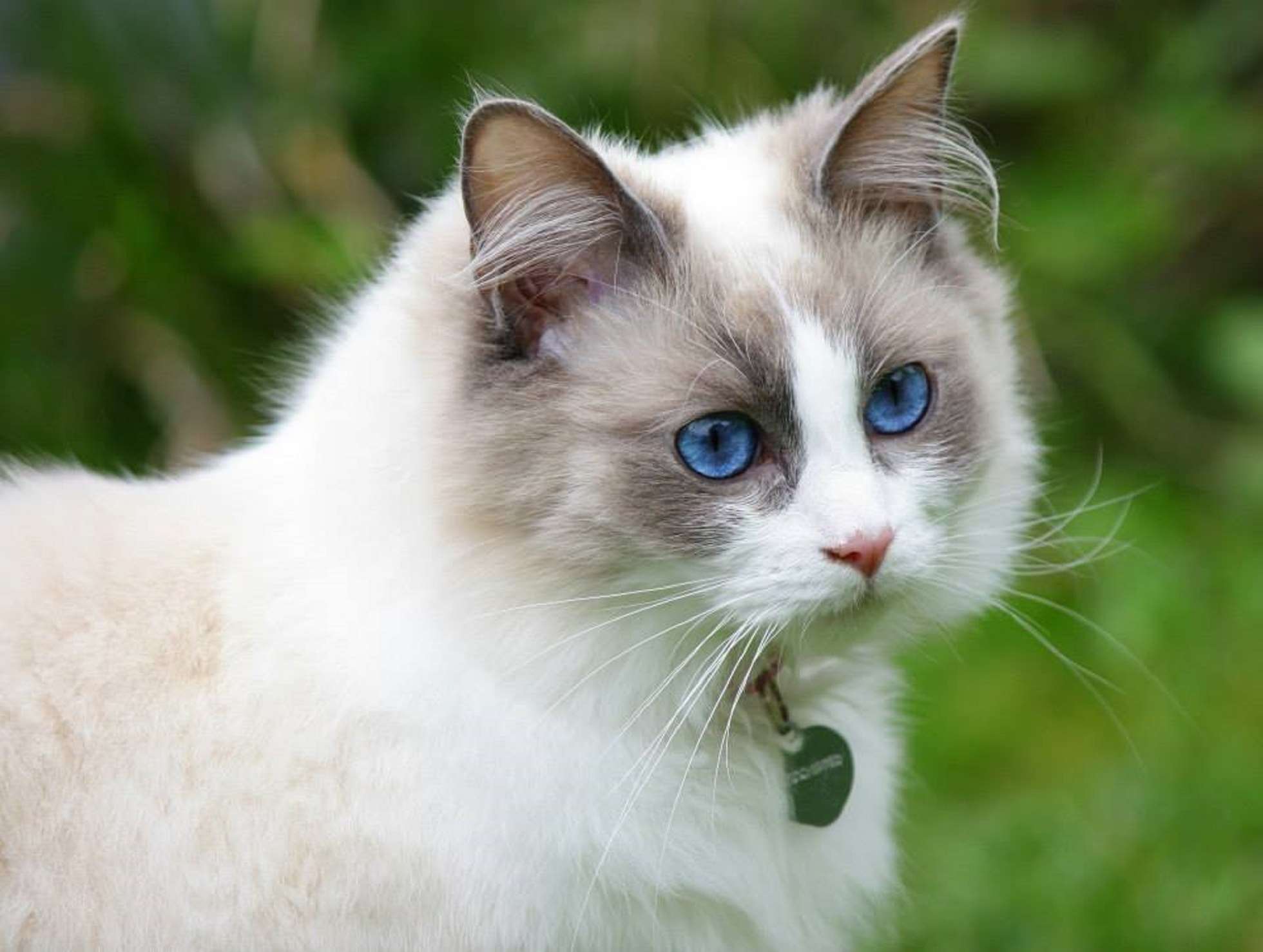 blue eyes, cat pretty, fluffy, purebred, ragdoll wallpaper