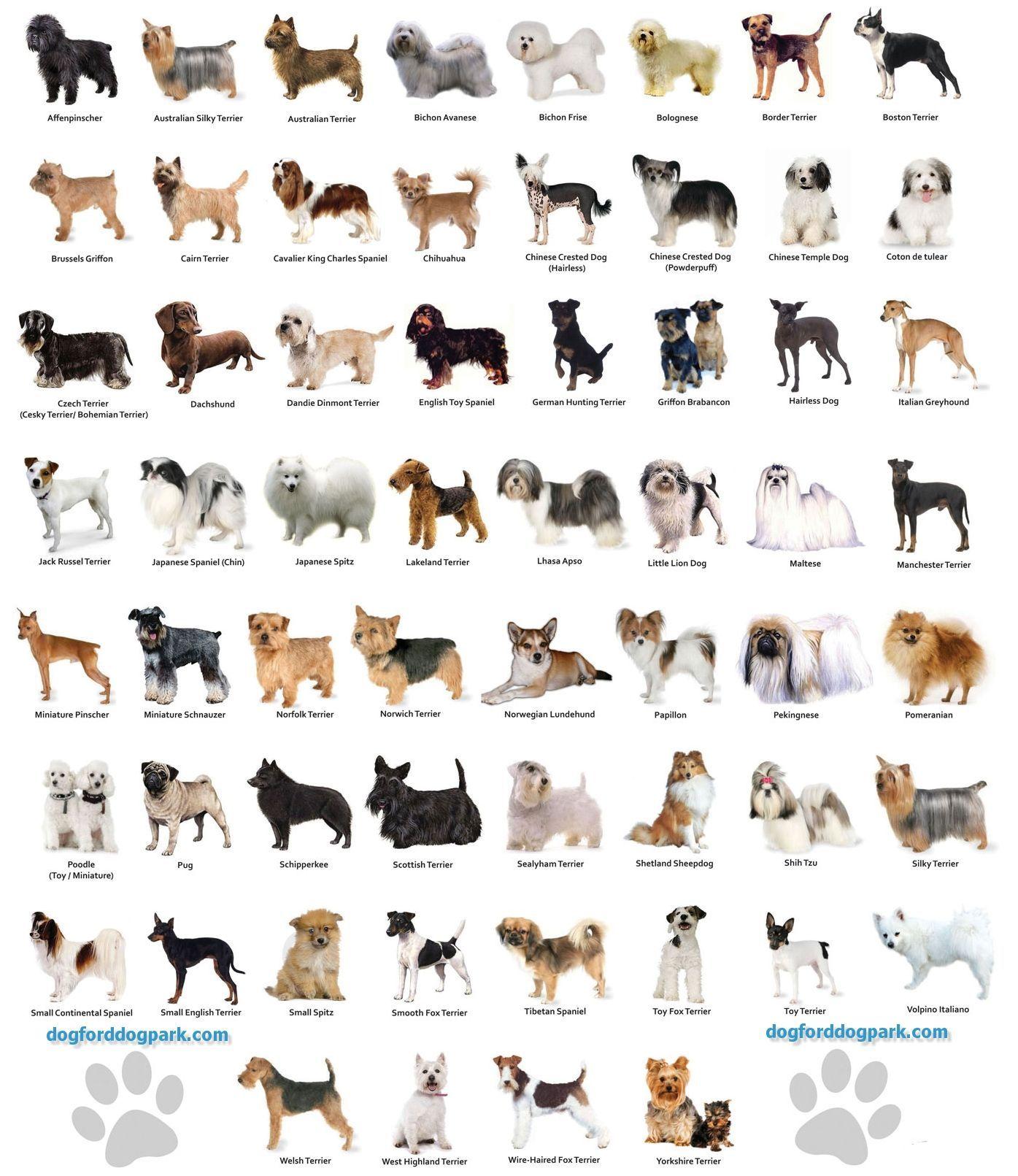 Small Dog Breeds Chart Wallpaper, Background, Image