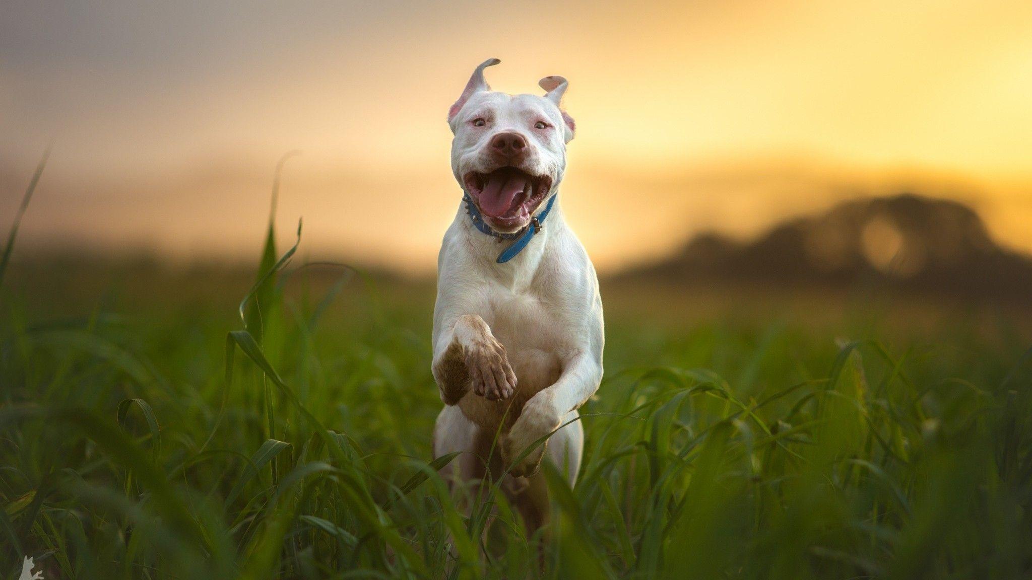 Pitbull Dog Breed Running 2048x1152 Resolution HD 4k