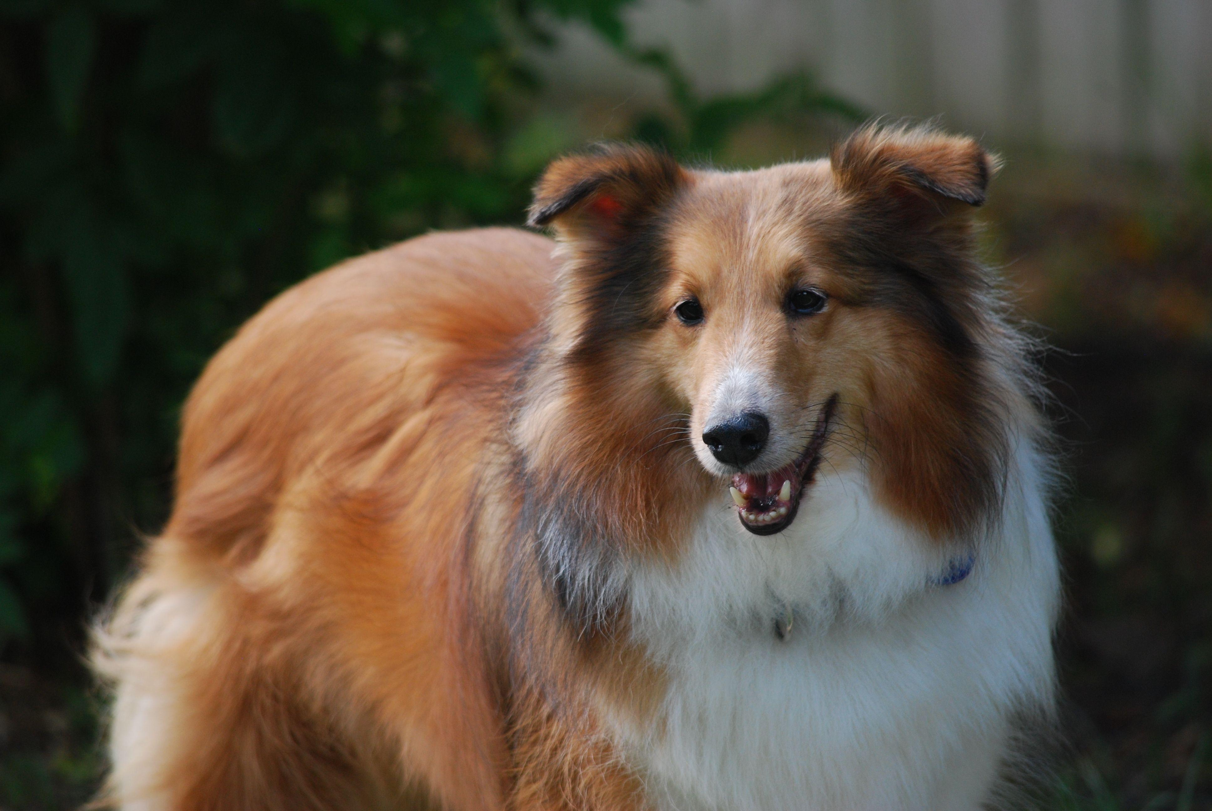Sheltie breed dog red color wallpaper and image