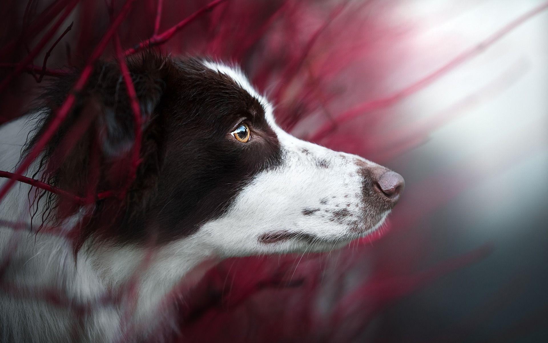 Download wallpaper Border Collie, white black dog, portrait, dog