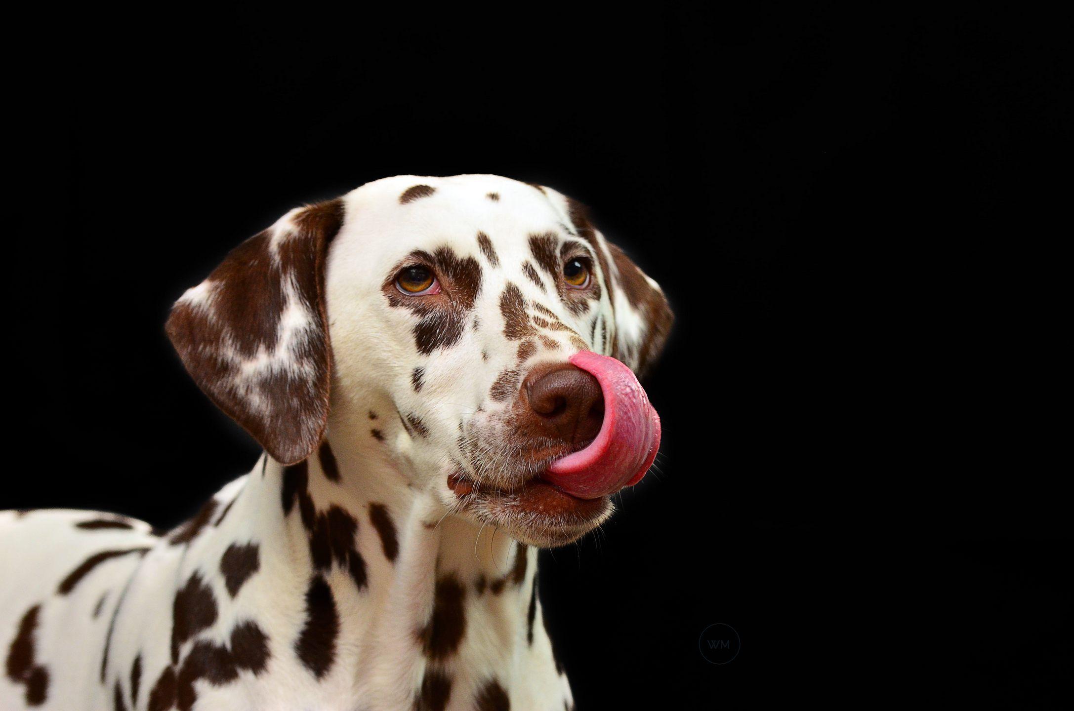 Dog Dalmatians Pet Dog Breed Wallpaper. Wallpaper Mania Latest HD