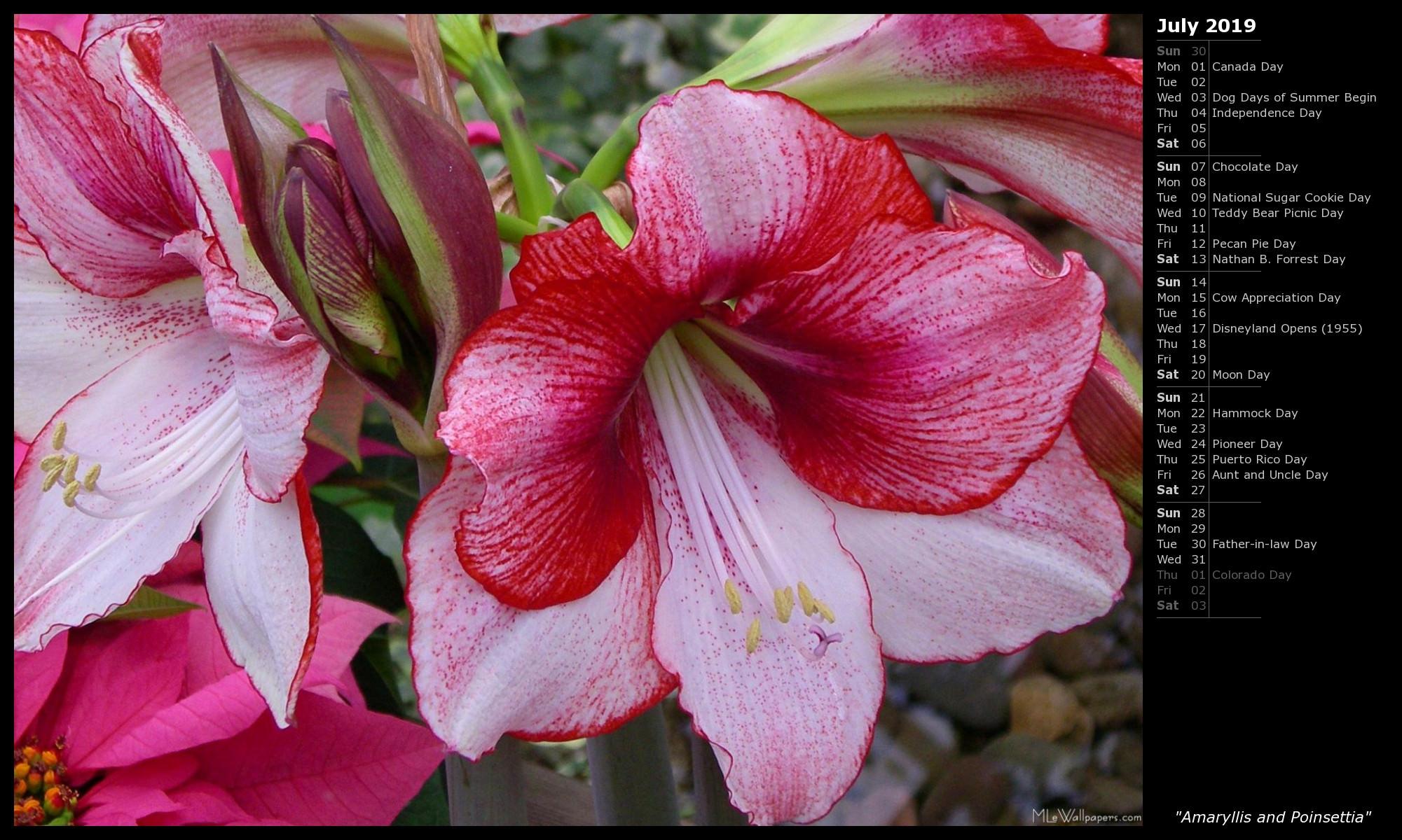 MLe and Poinsettia (Calendar)