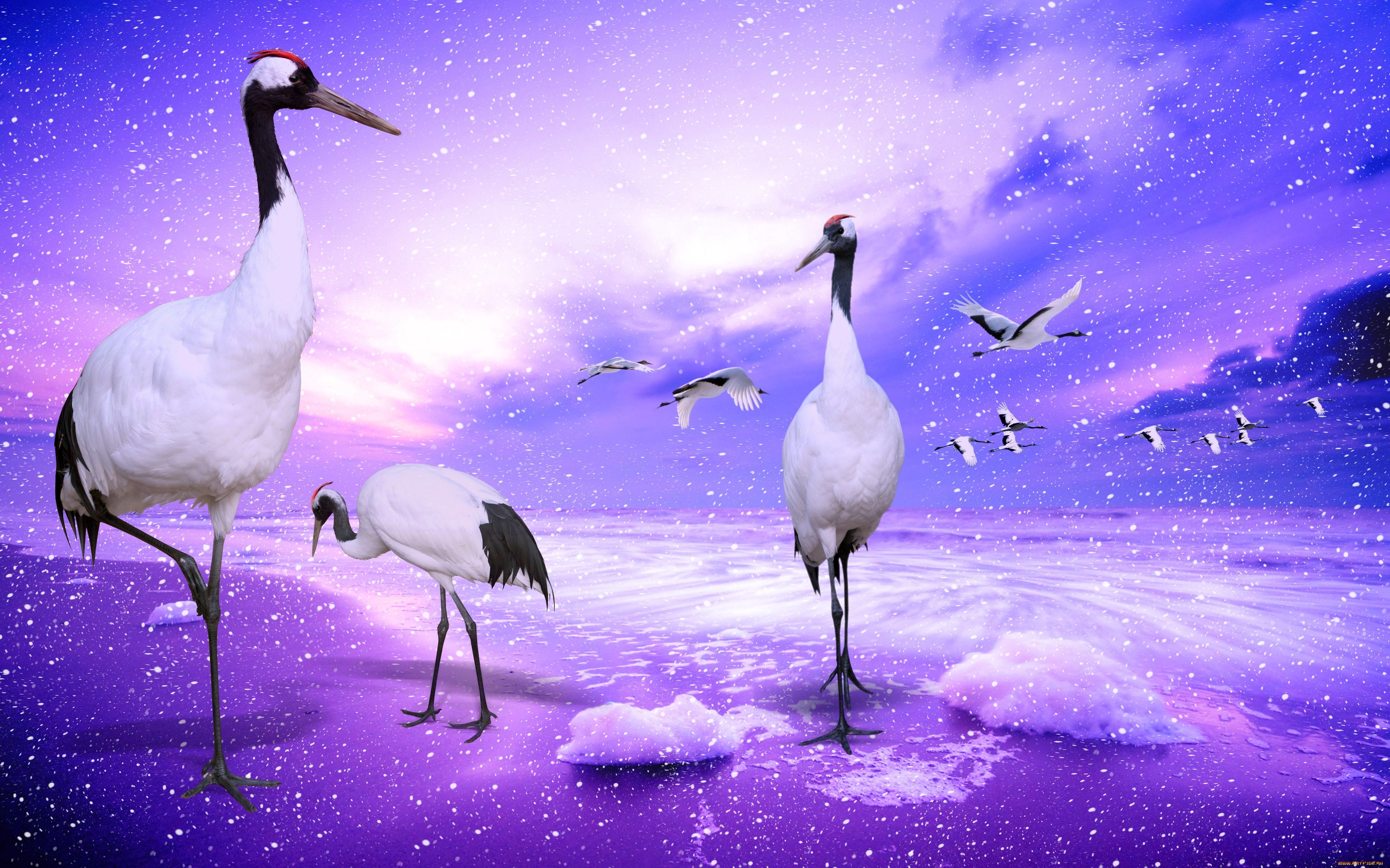 Birds / CranesHD Wallpaper and Background Image