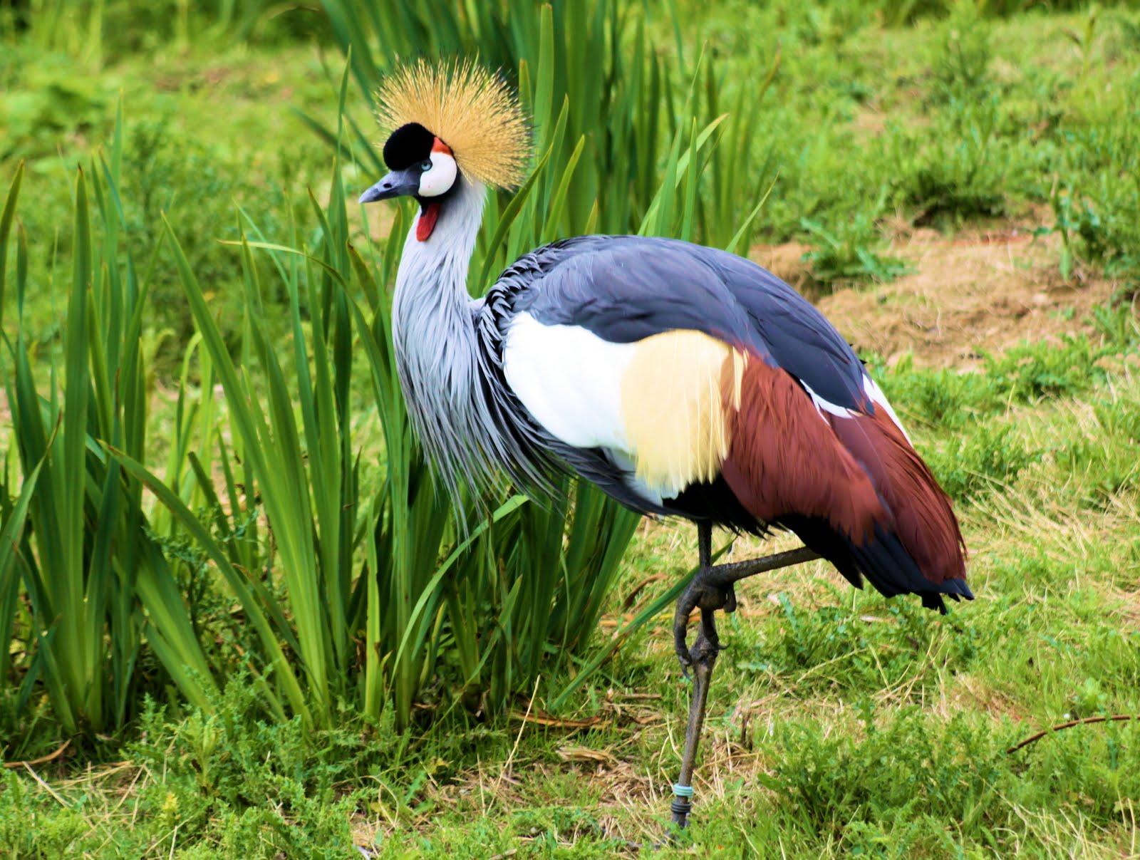 Grey crowned crane Wallpaper and Background Image