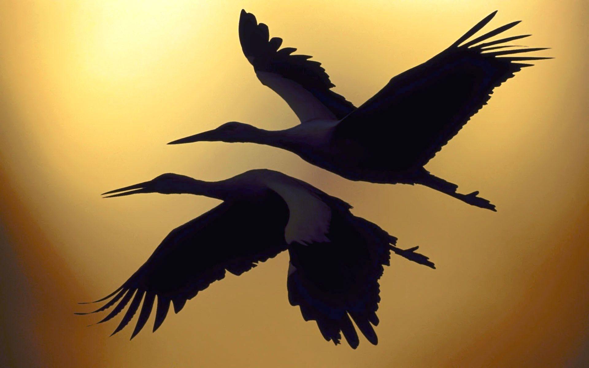 Crane birds are flying in sky HD wallpaper HD wallpaperNew HD