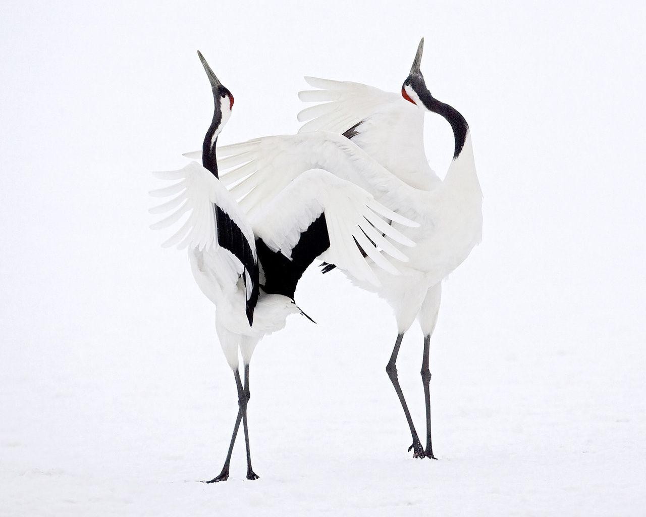 japanese crane picture. Picture Japanese Crane Courtship Dance