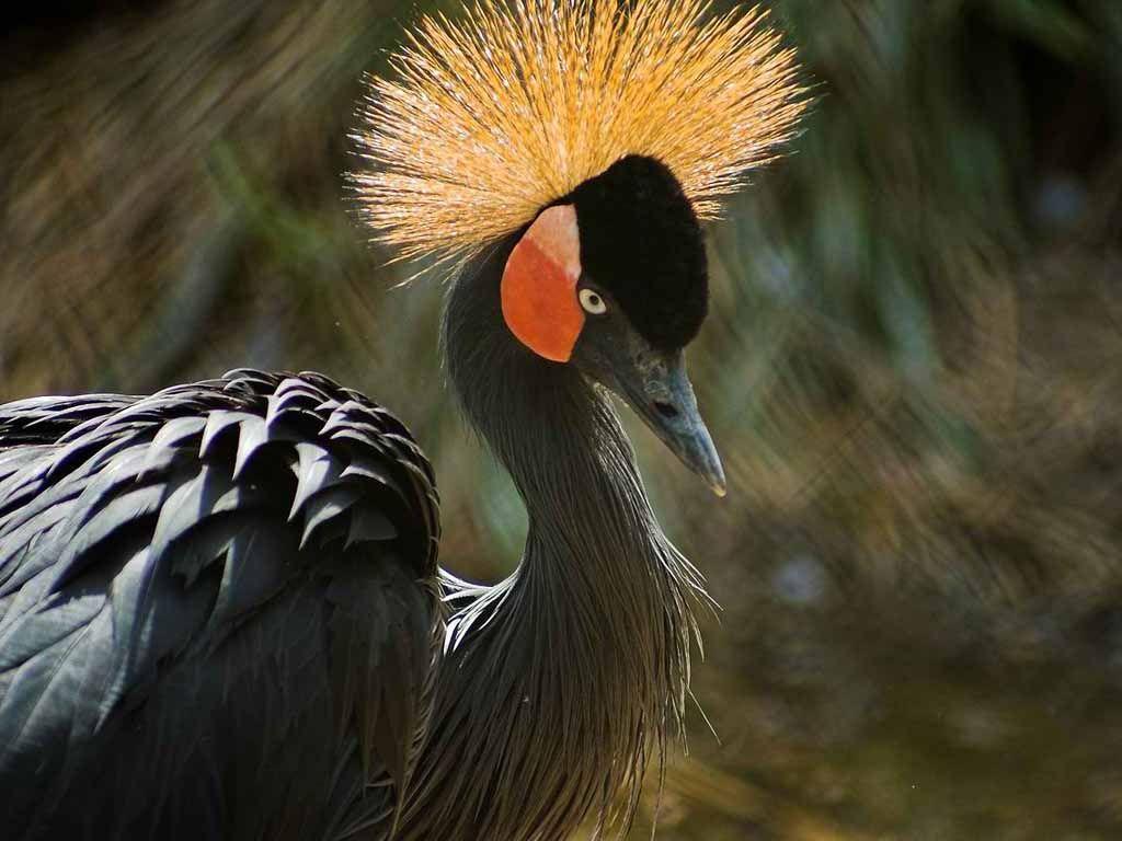 African Crowned Crane Birds Wallpaper, HD Creative African