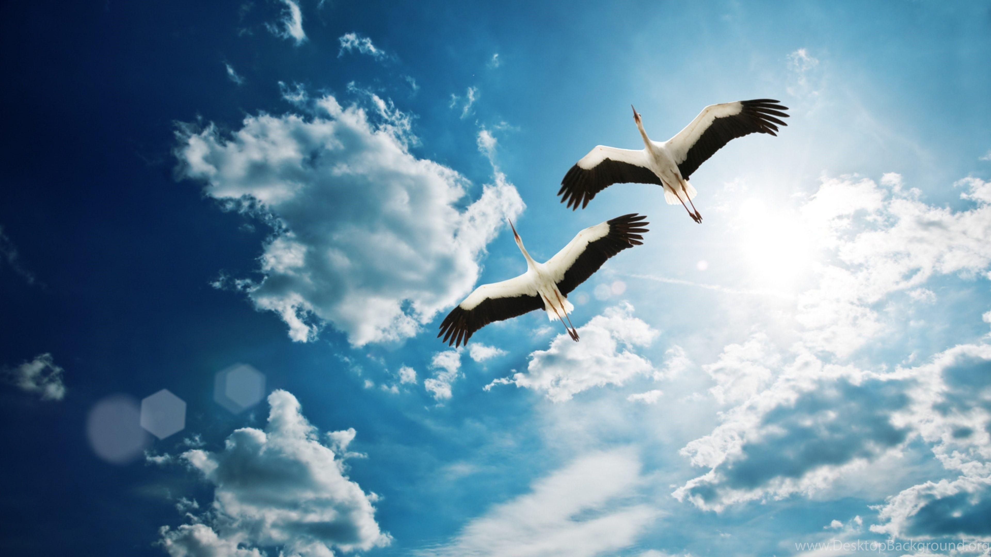 White Crane Bird Flying Wallpaper HD For Desktop Download Desktop