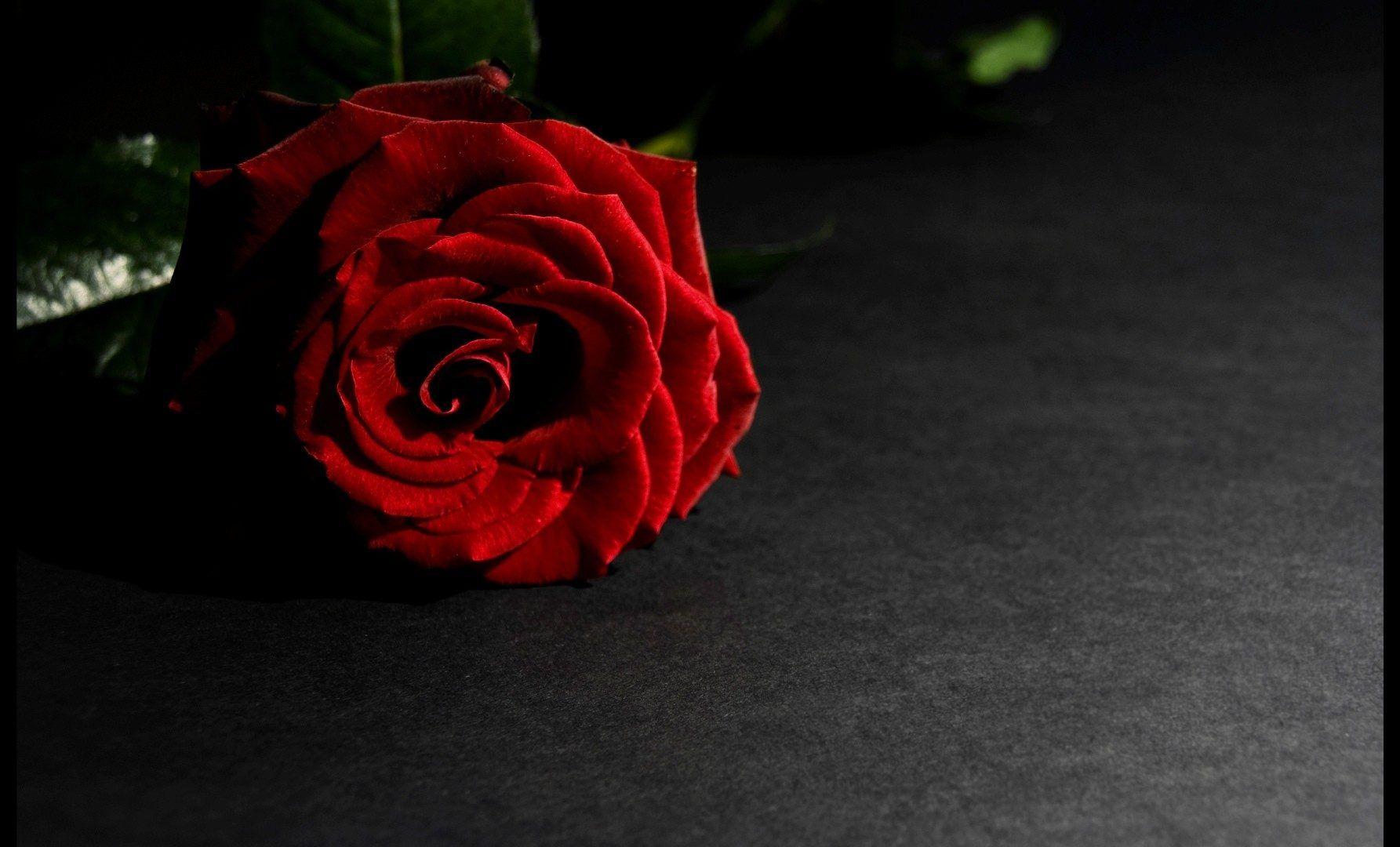 Dark Rose Symphony Flower Red Trees Wallpaper Flower HD 16:9 High