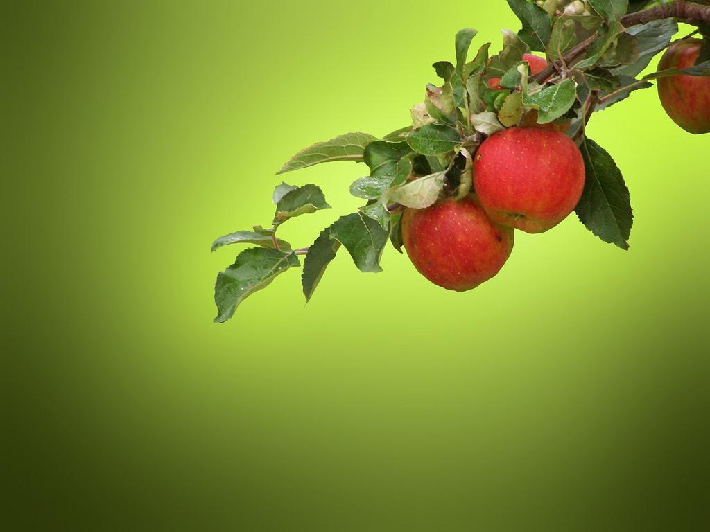 Apple Day Wallpapers - Wallpaper Cave