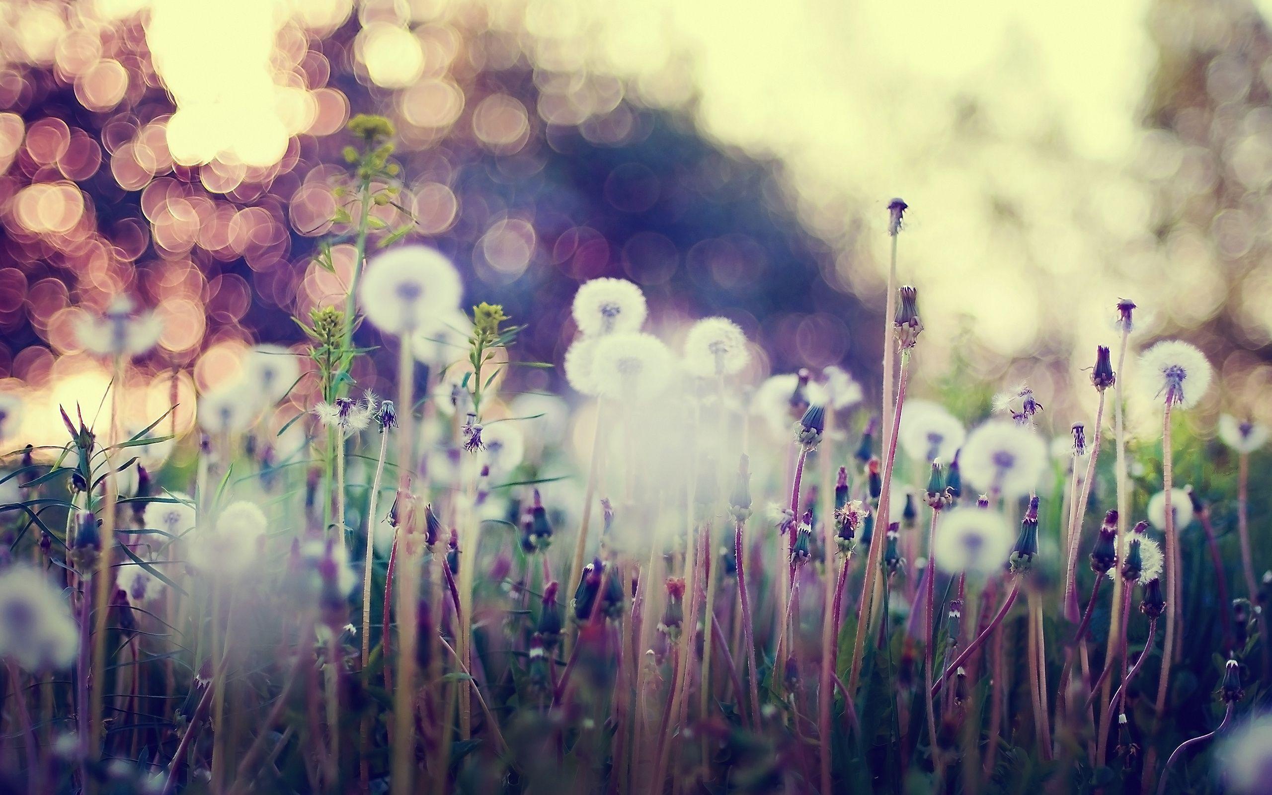 Dandelion Seeds Background