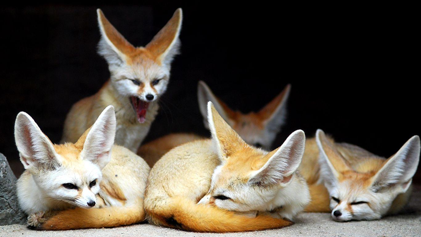 Wallpaper Foxes Fennec fox Animals 1366x768