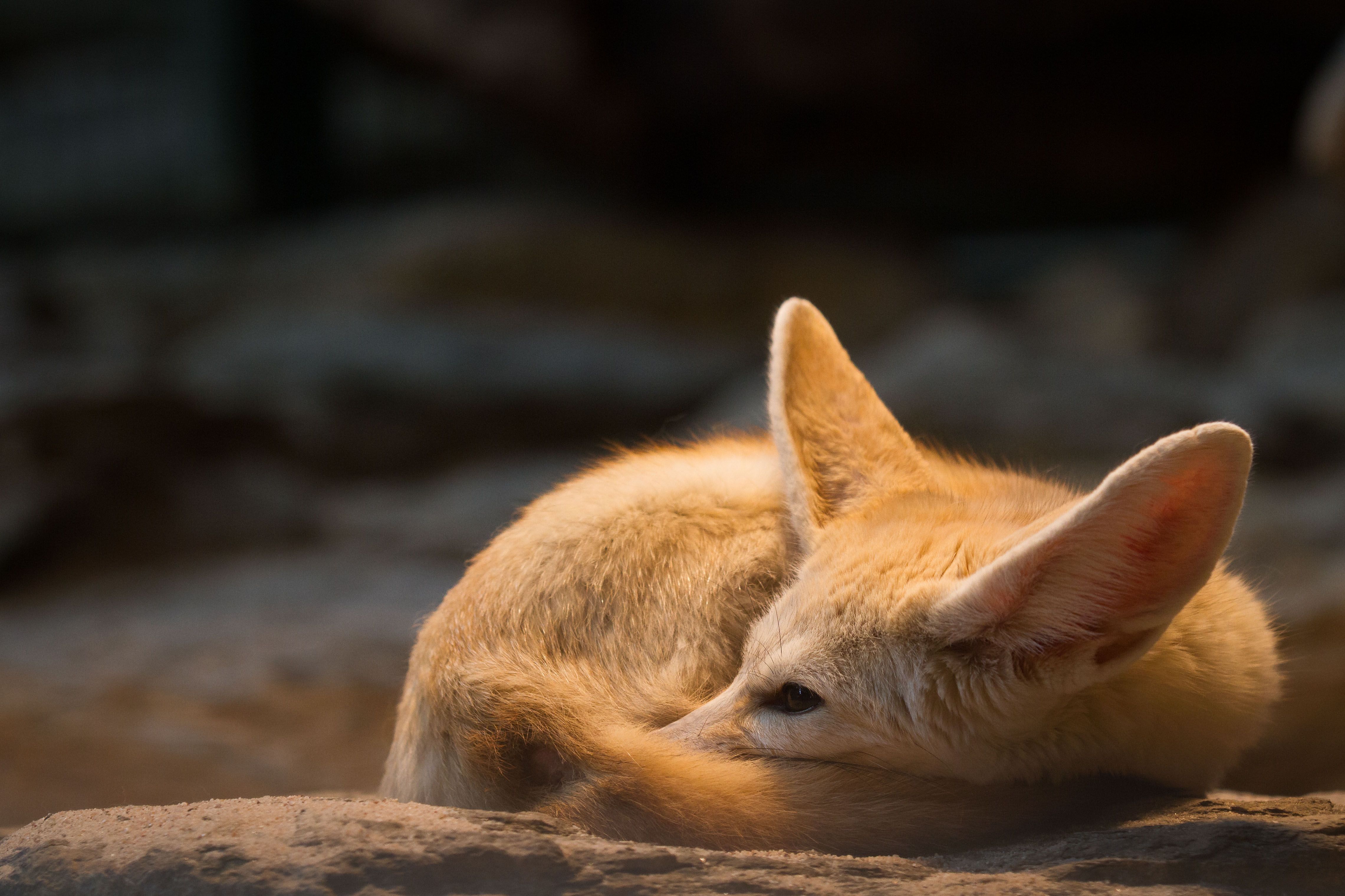 Fennec Fox Wallpaper 11 X 3041