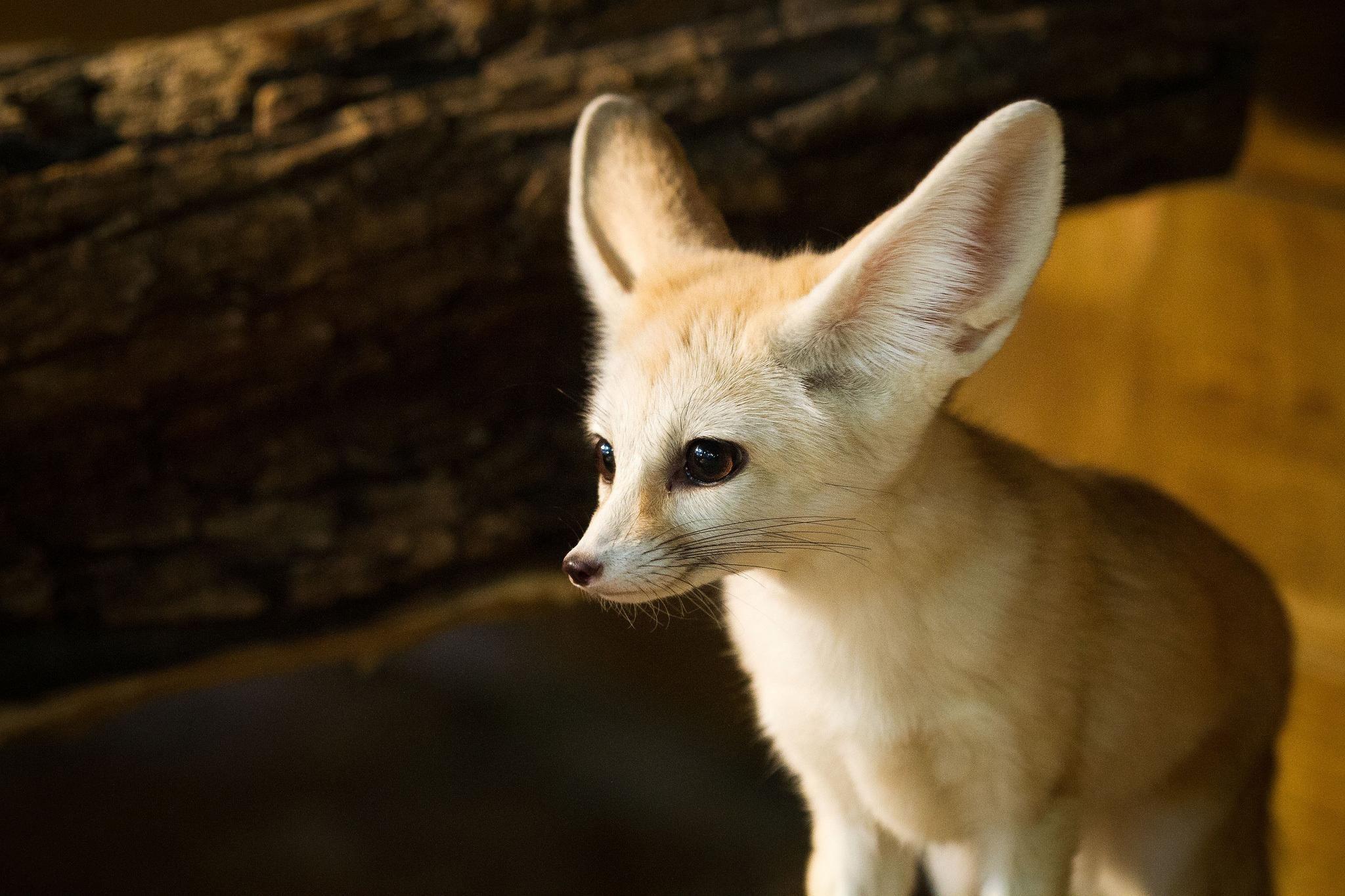 Fennec Fox Wallpaper 25 X 1365